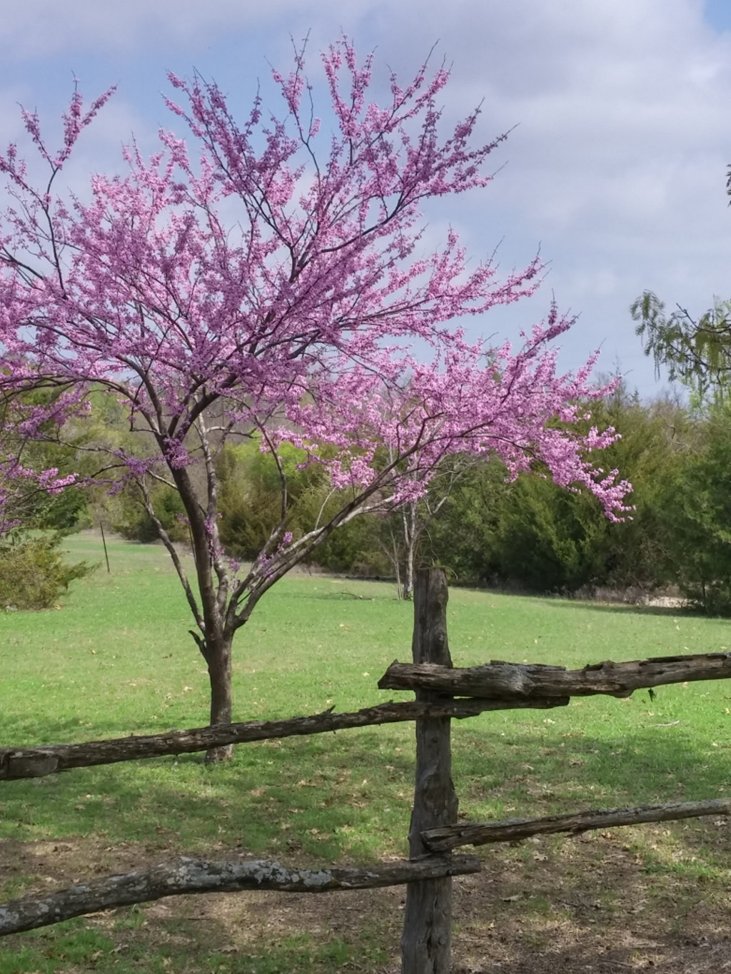 redbud tree in spring by Steven Wilson / 500px