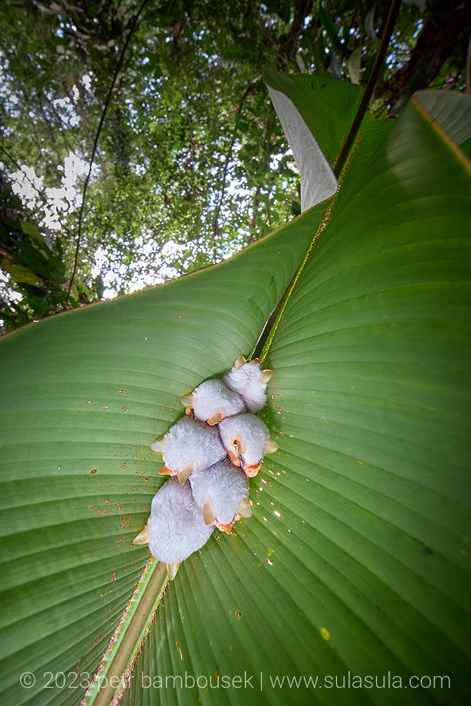 Honduran White Bat | Costa Rica by Petr Bambousek / 500px