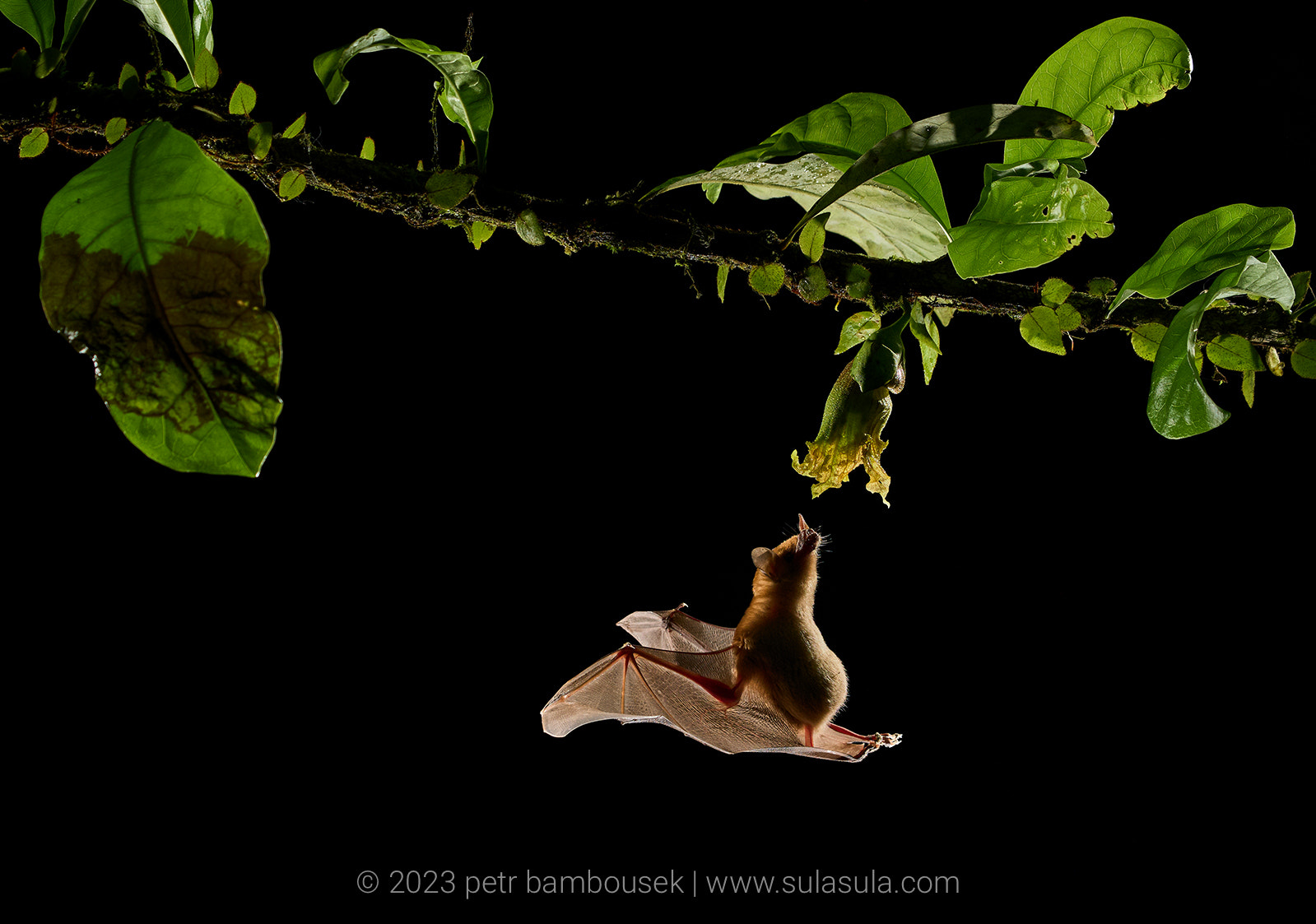 Orange Nectar Bat | Costa Rica by Petr Bambousek / 500px