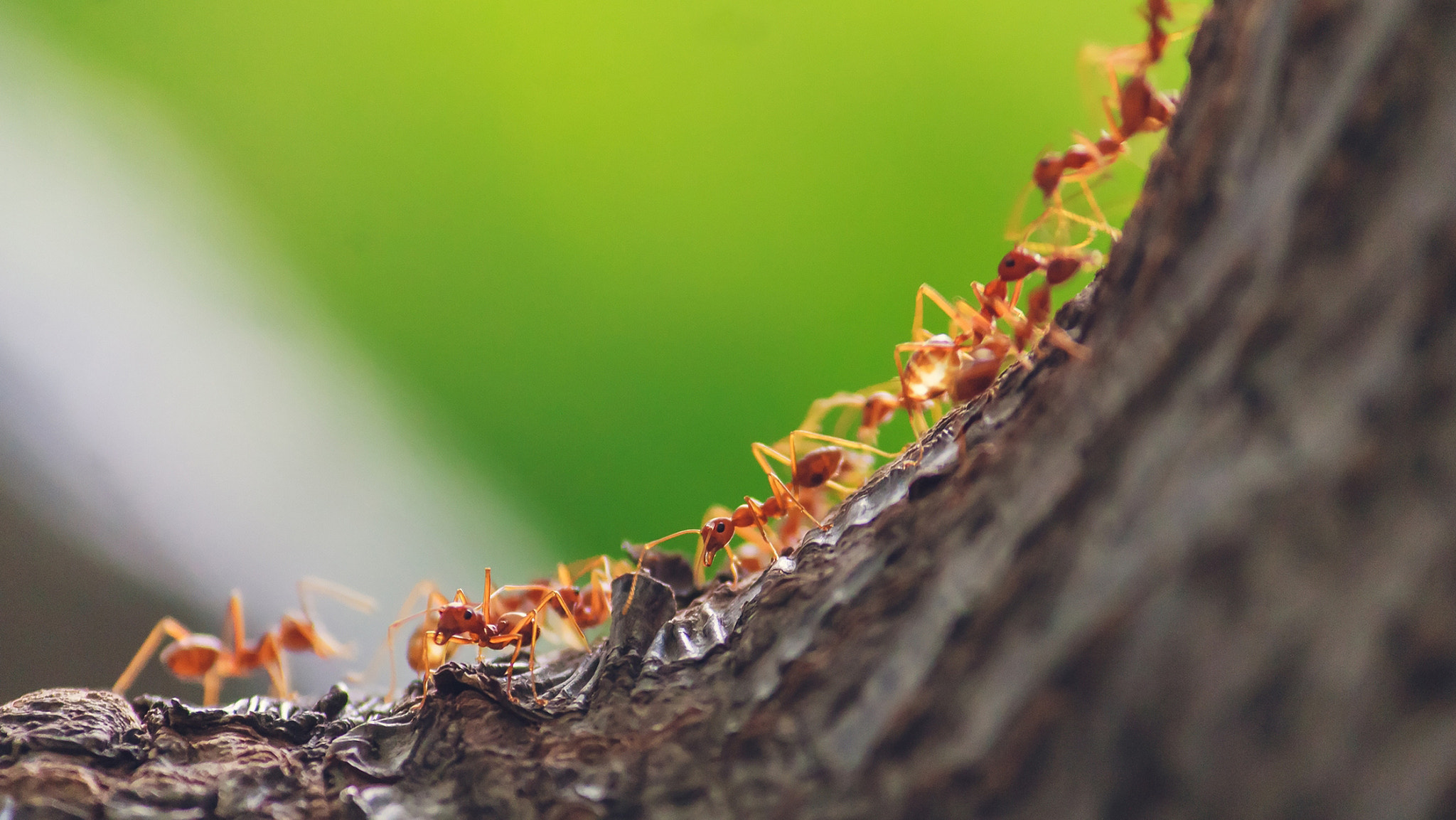 ants work in groups