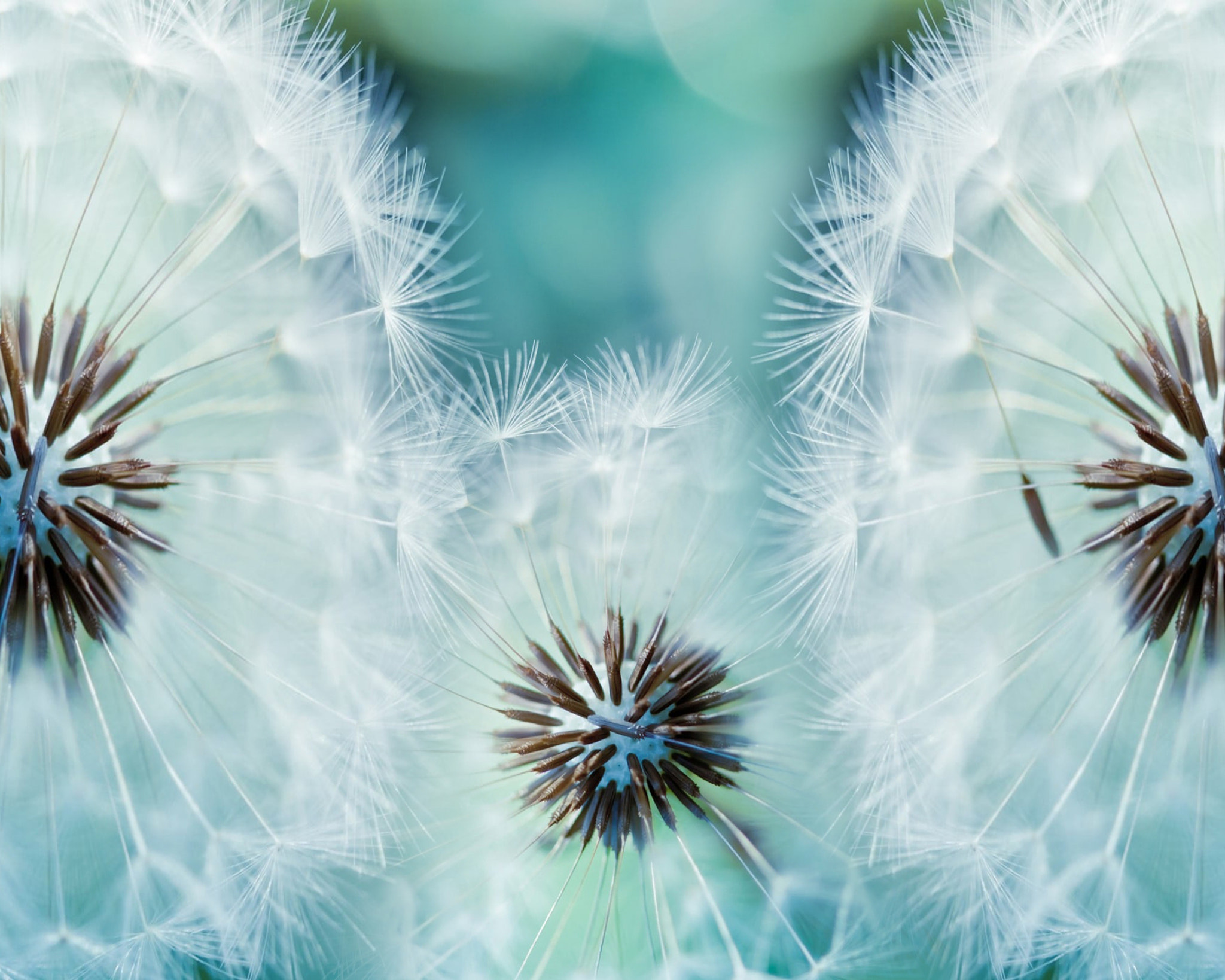 Flower Dandelion