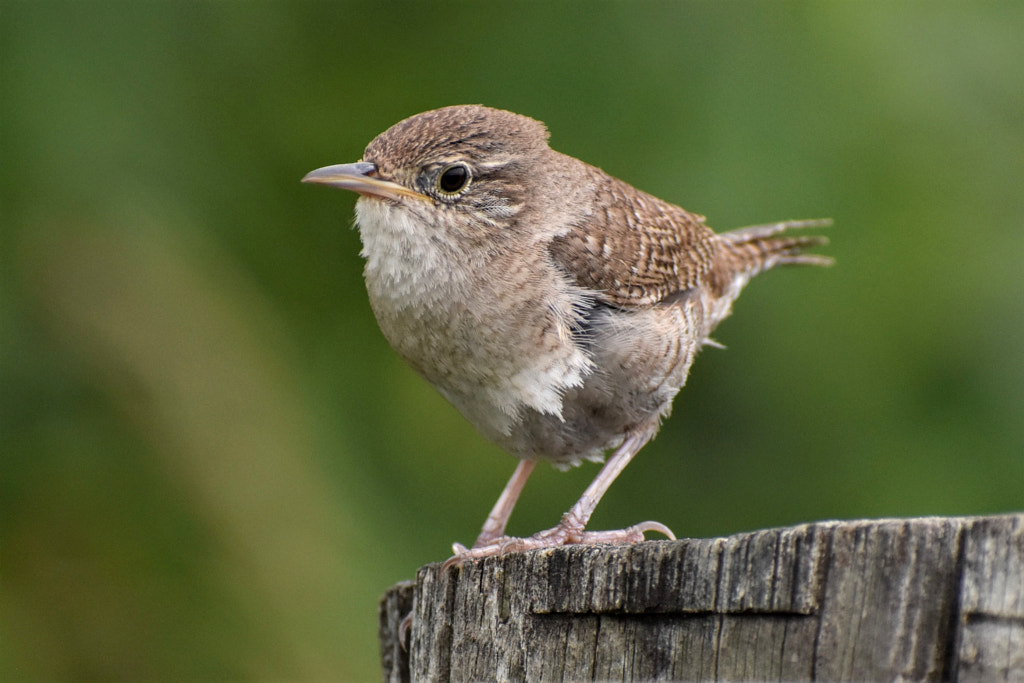 House Wren by Paul Voller / 500px