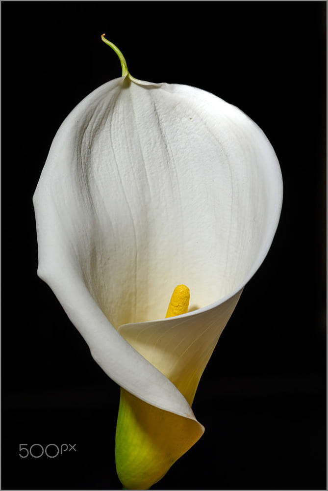 plant funnel by Andreas Käser / 500px