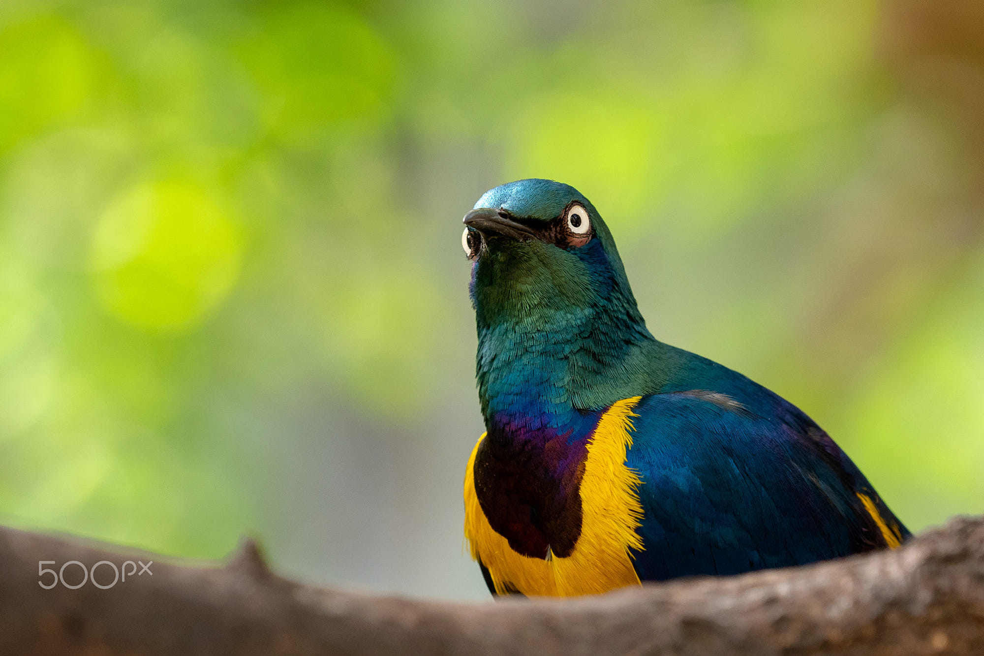 Glossy Starling sitting on the tree branch. Beautiful shiny bird in the green forest.: Golden-breasted Starling, Cosmopsarus regius, Glossy Starling sitting on the tree branch. Beautiful shiny bird in the green forest.