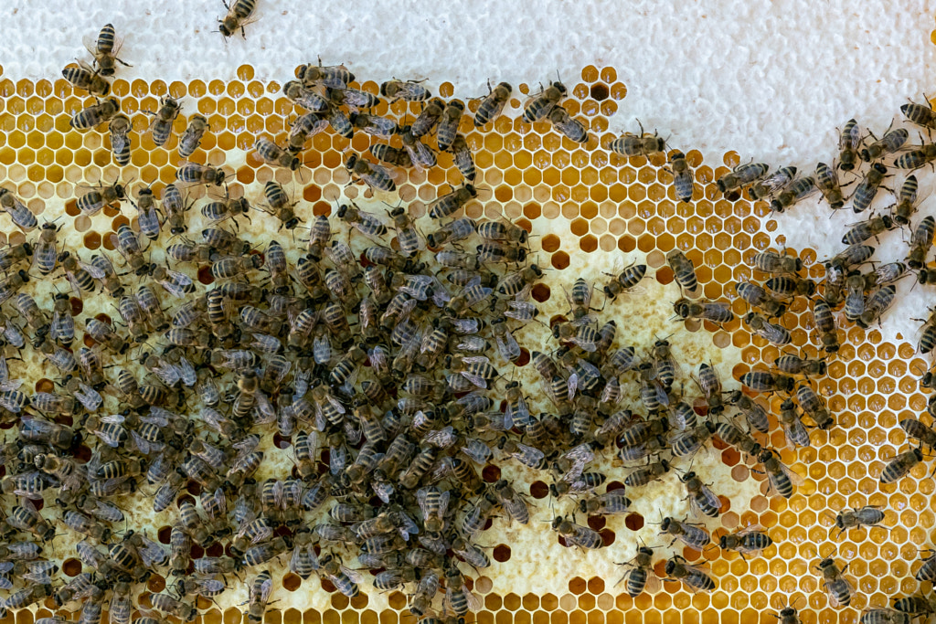 Nid d'abeille plein d'abeilles.  Notion d'apiculture.  Abeilles en nid d'abeilles.  de Luboš Chlubný sur 500px.com