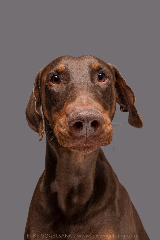 Moko the chocolate doberman by Elke Vogelsang / 500px