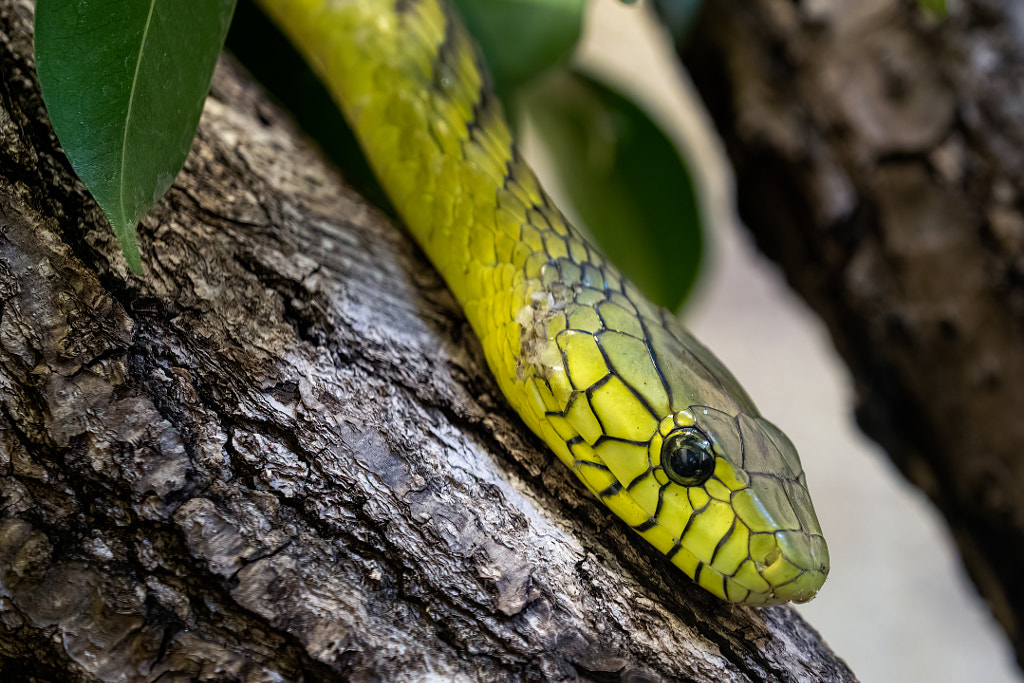 Le mamba vert (Dendroaspis viridis), un serpent venimeux par Luboš Chlubný sur 500px.com