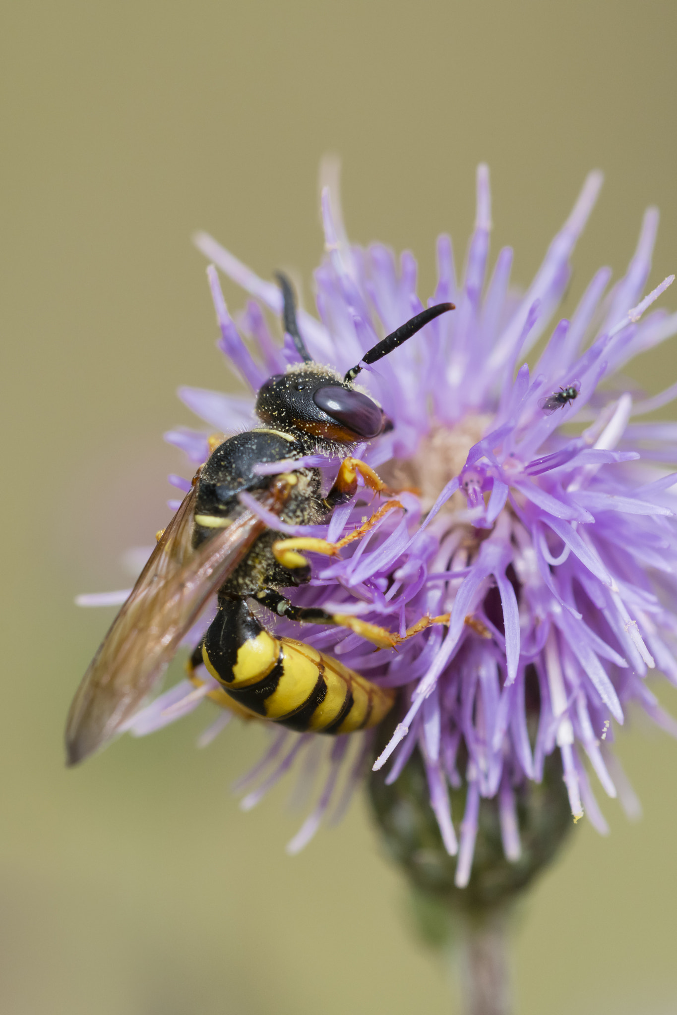 Bienenwolf, Philanthus triangulum,Bee Wolf