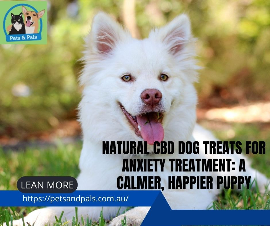 Natural CBD Dog Treats for Anxiety Treatment: A Calmer, Happier Puppy - 1