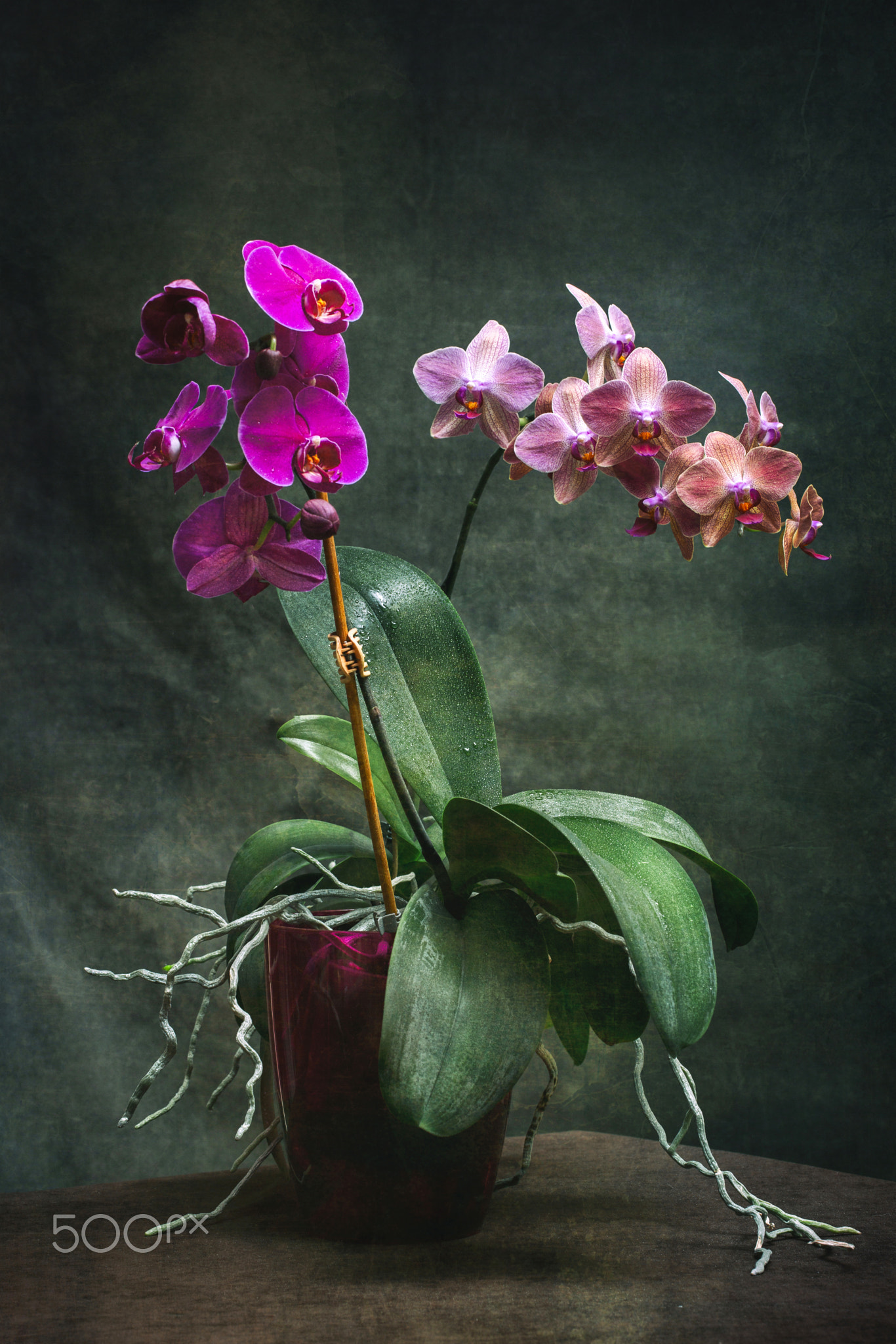 Two phalaenopsis orchid bushes in pots on a dark background