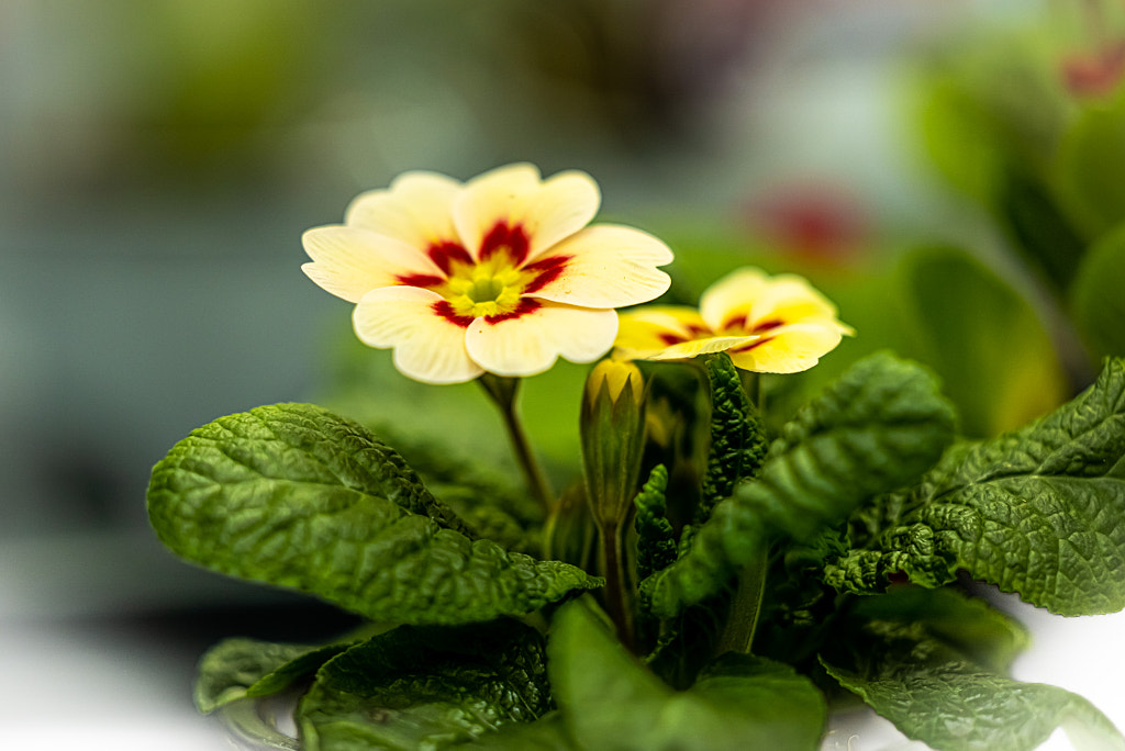 Close-up of yellow flowering plant by Demitry Skorinoff on 500px.com