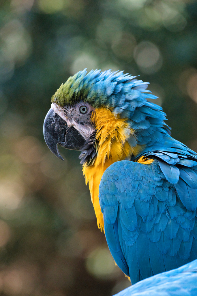 Parakeet by Kazuya Tomiura on 500px.com