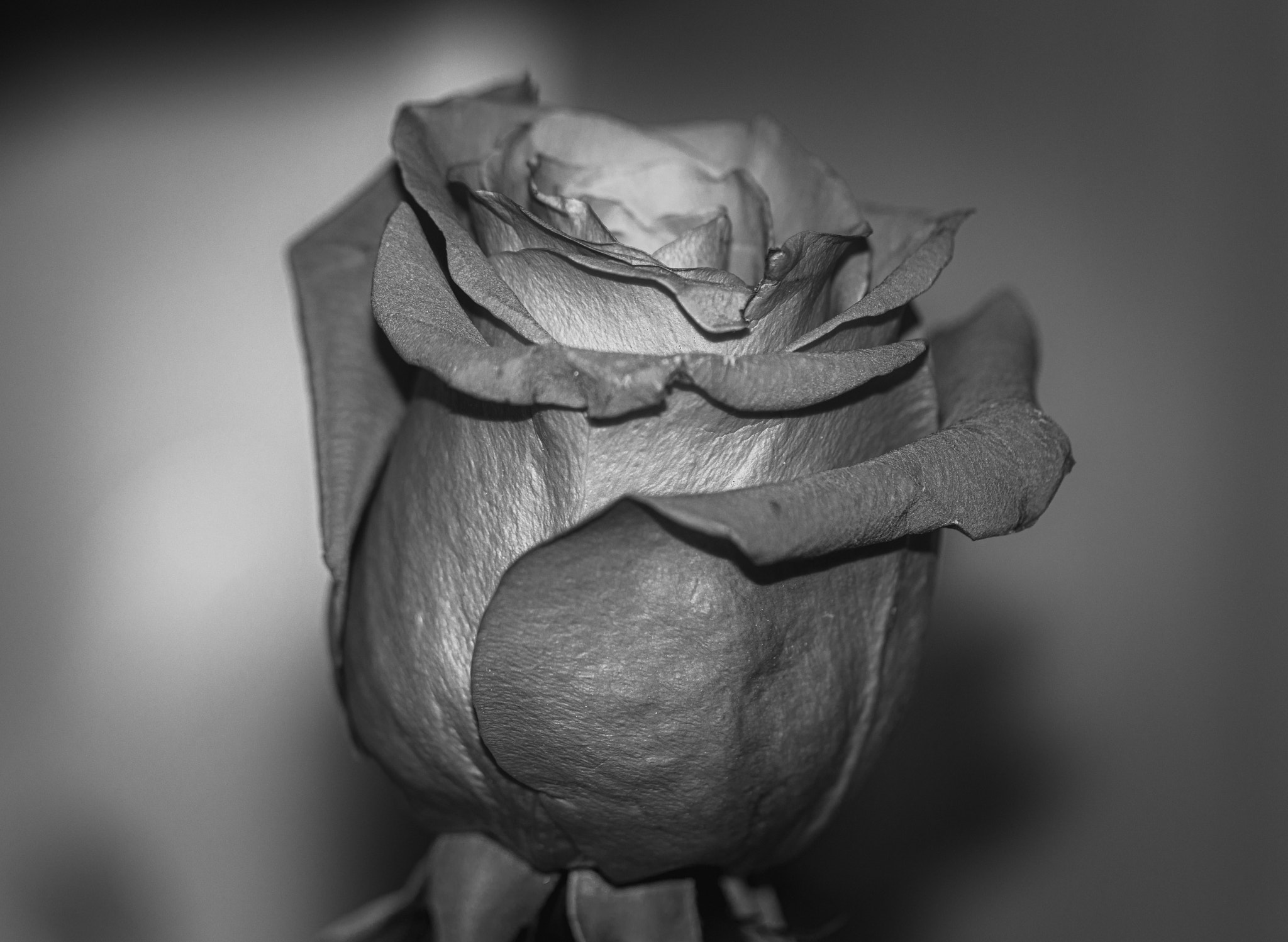 Rose flower in black and white