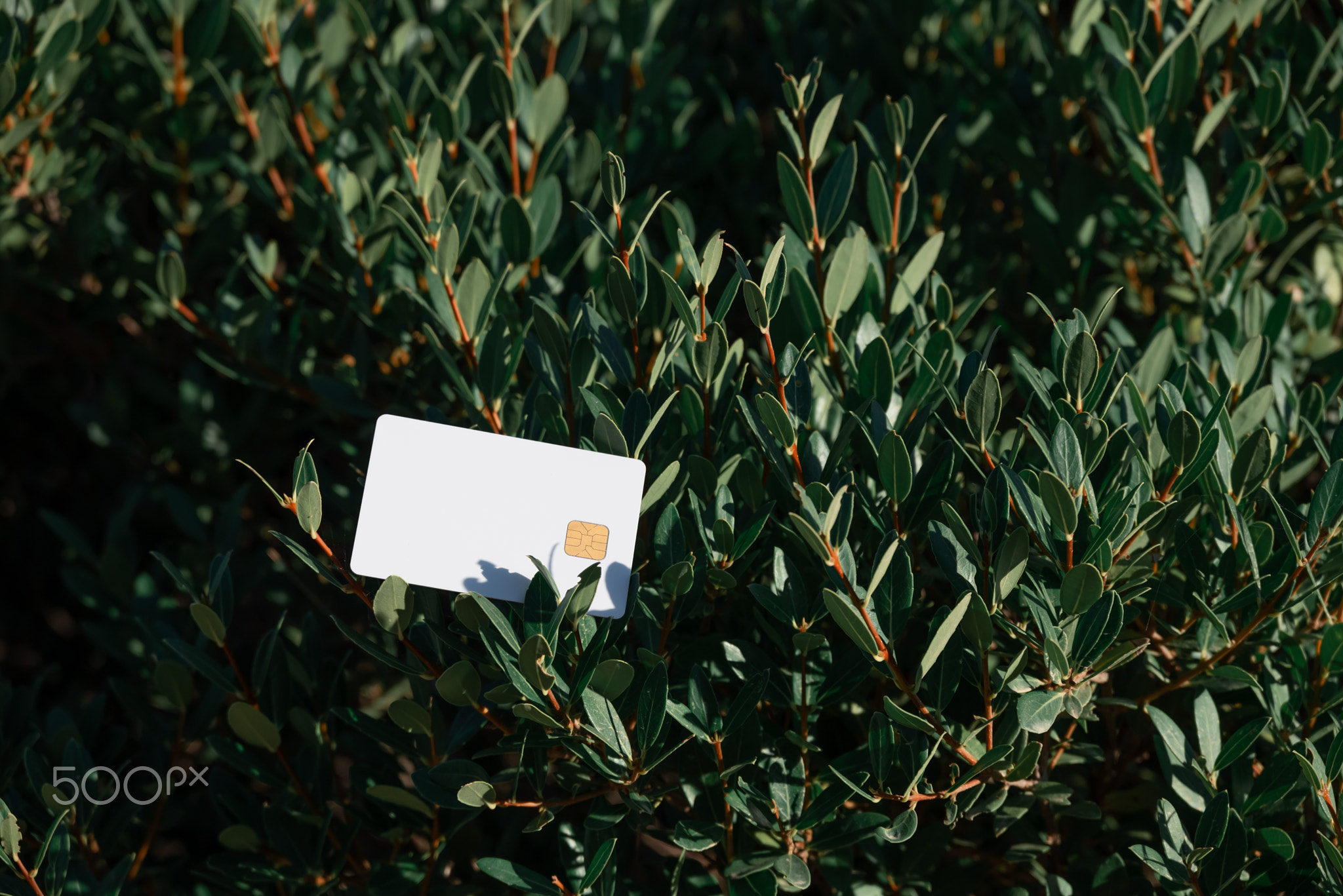 White Bank Card Lies On Green Bush, On The Island Of Corfu, Greece