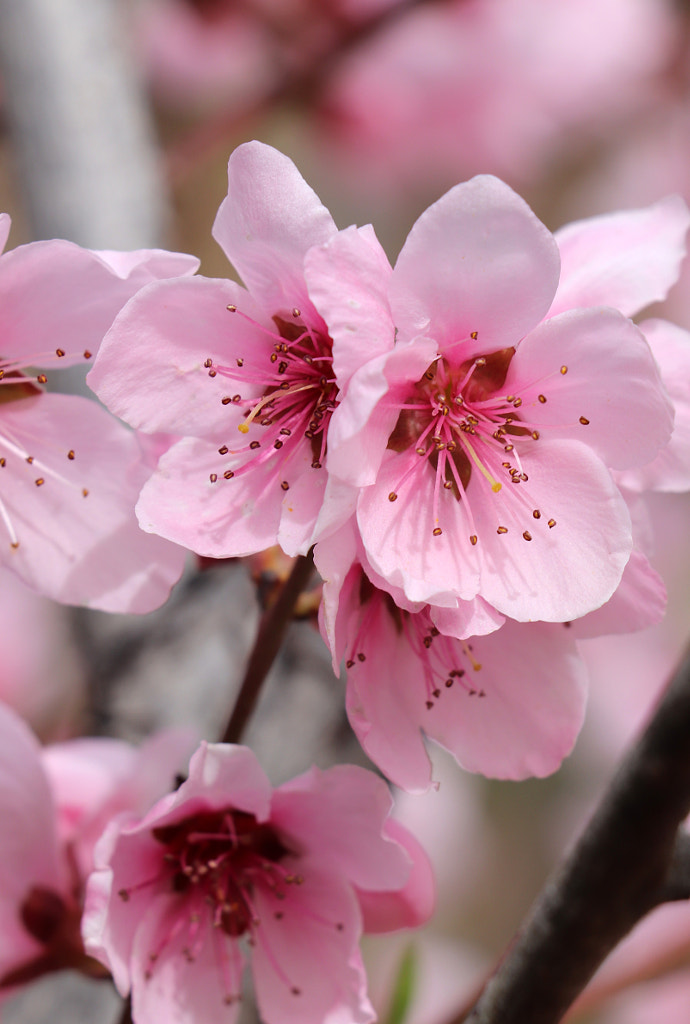 spring by evPhoto / 500px