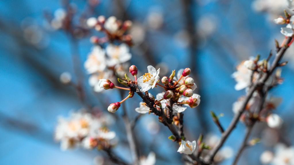 Eraly spring blooming by Milen Mladenov on 500px.com