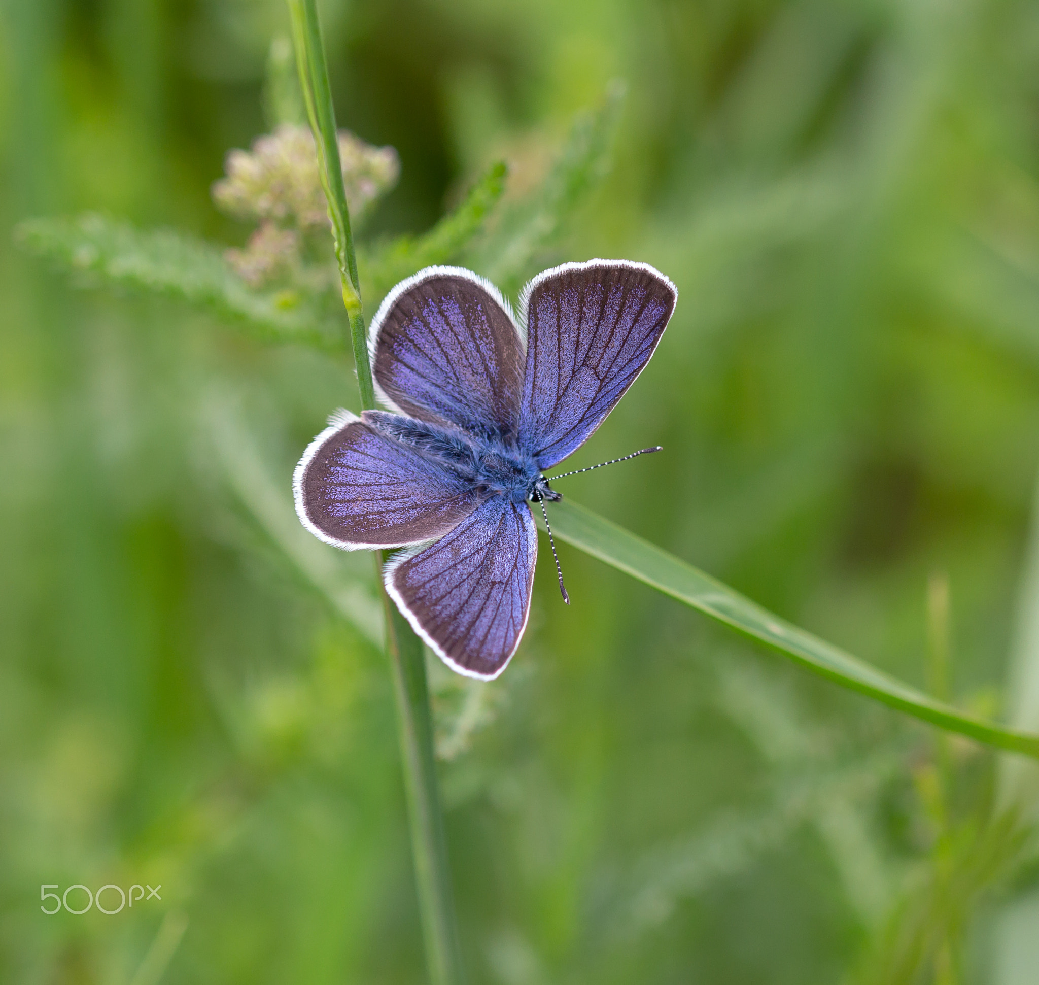 macro of a common blue butterfly on a grass leaf