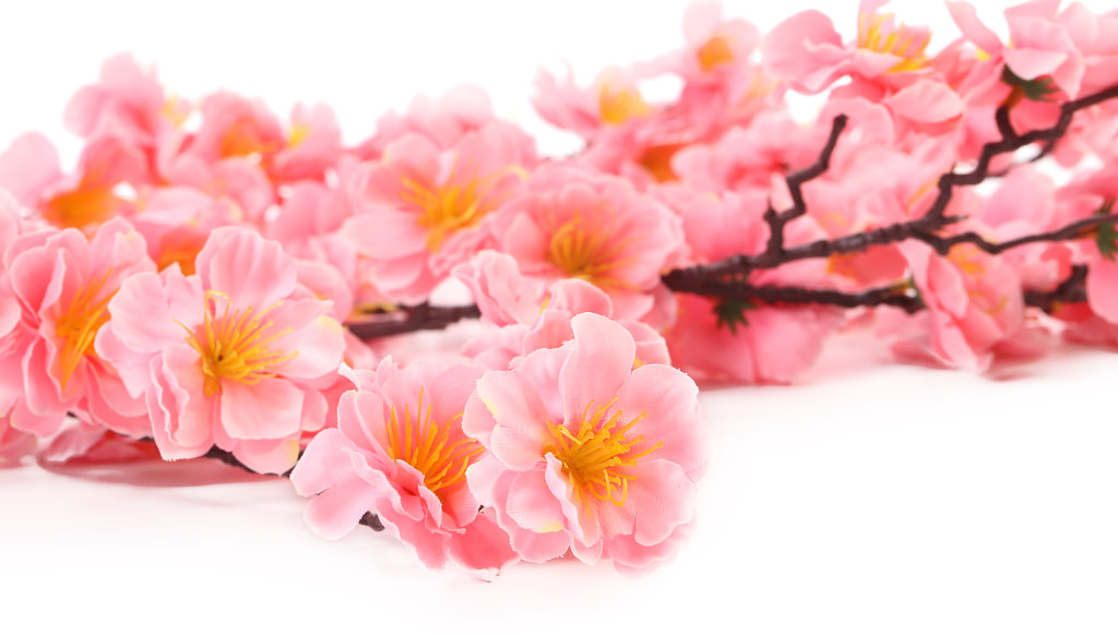 Branch of pink flowers by Oleg Begunenco on 500px.com