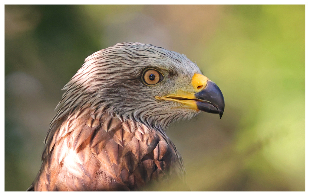 Black Kite by Clément Bardot / 500px