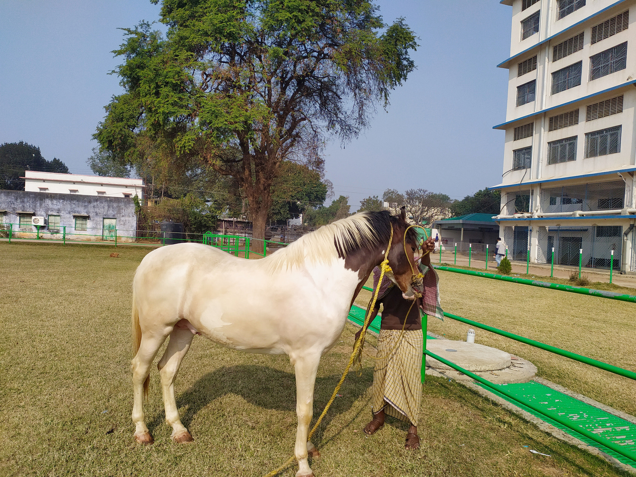 white horse in the field