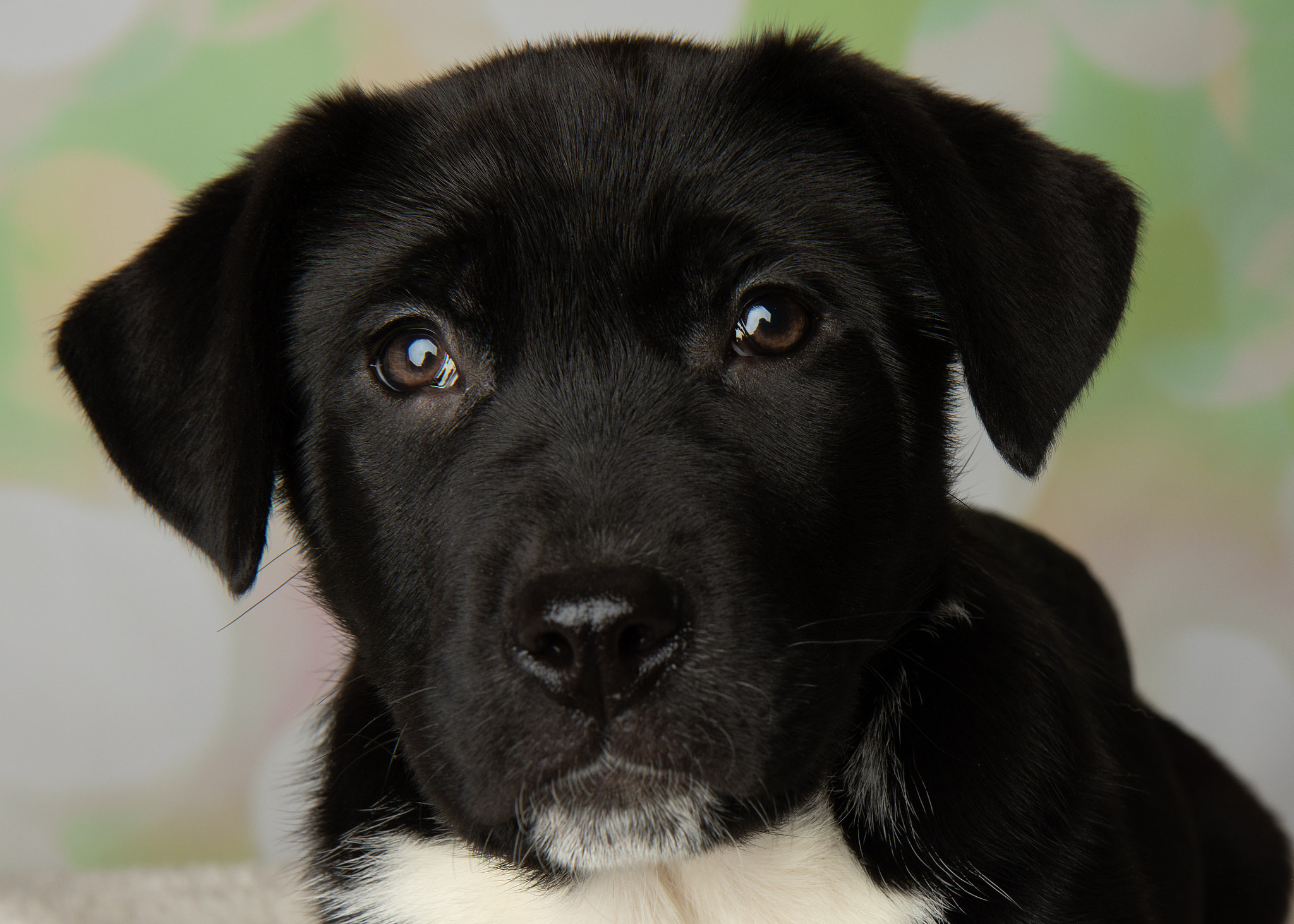 black and white mastiff lab mix puppy close up face