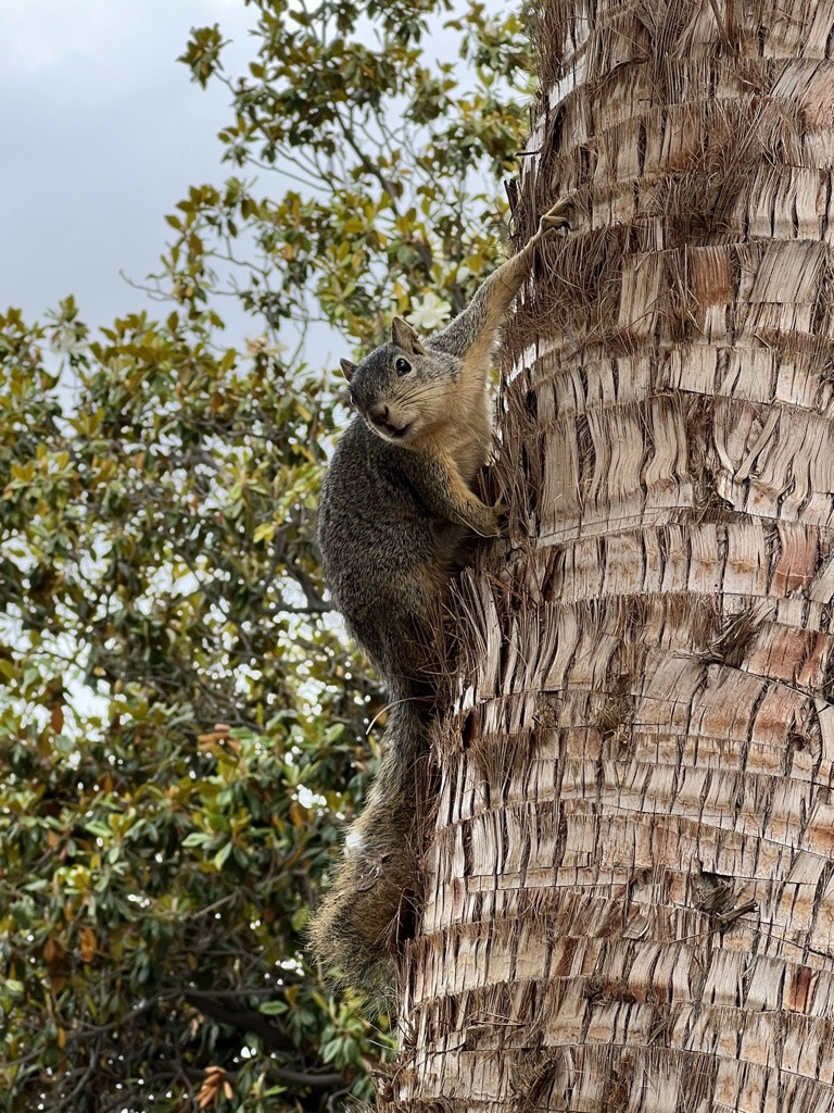 Squirrel on Lookout