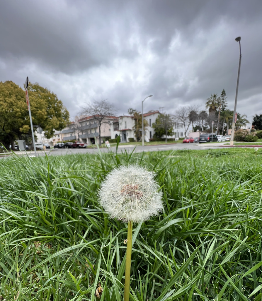 Dandelion's View