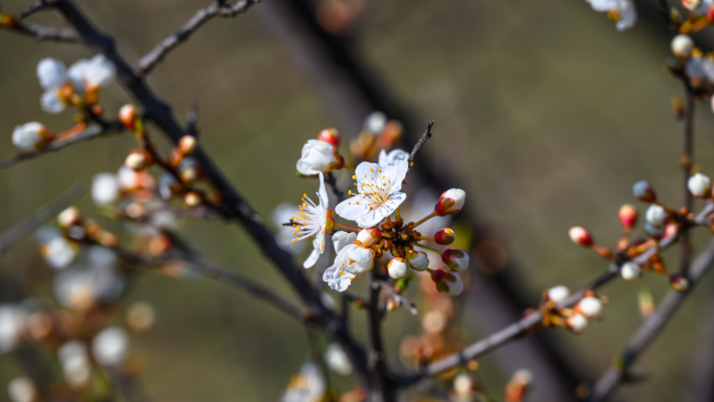 Plumtree blooming eralier than expected by Milen Mladenov on 500px.com