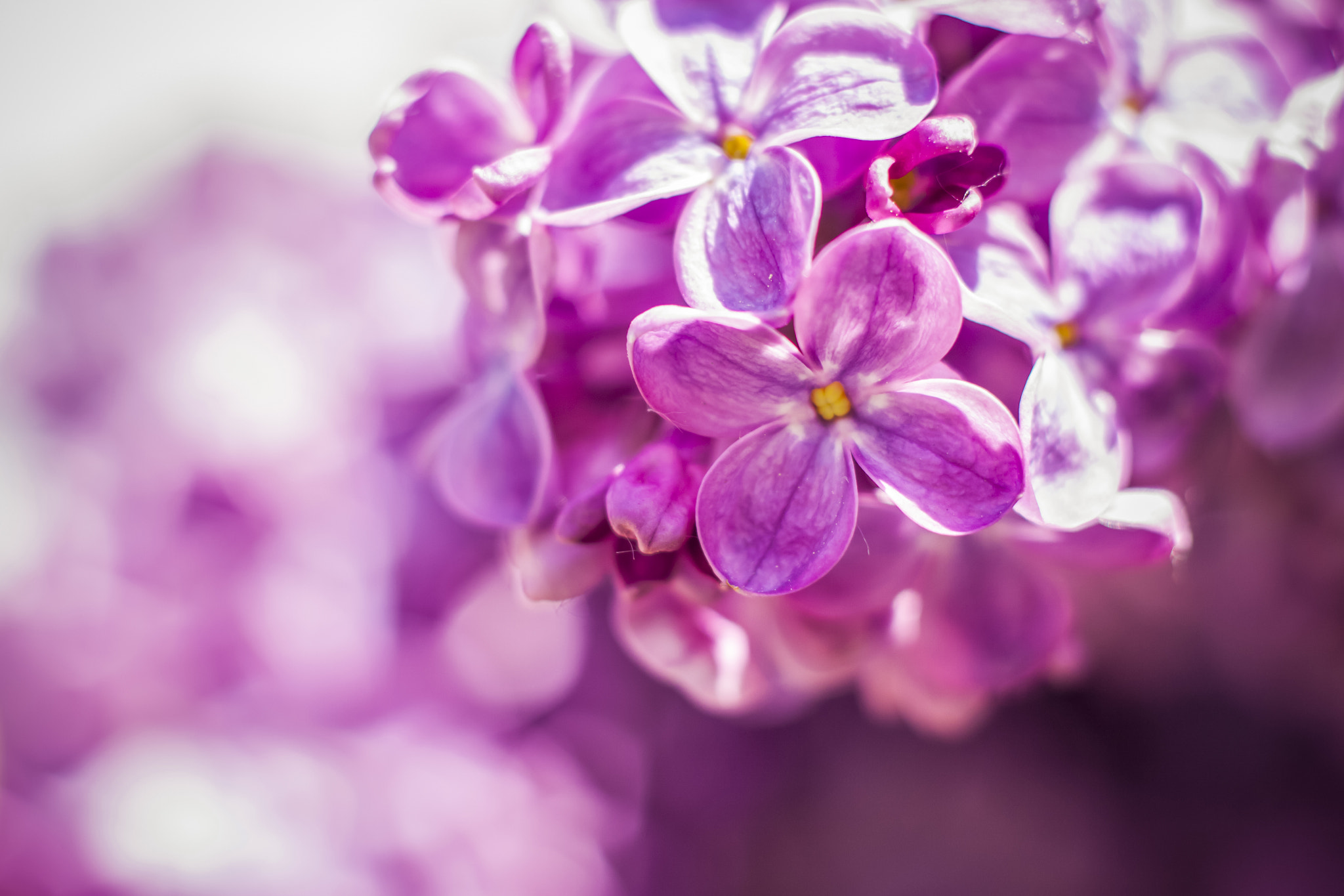 Beautiful and fragrant lilac in the garden. A close-up with a copy of the space, shot on a macro wit