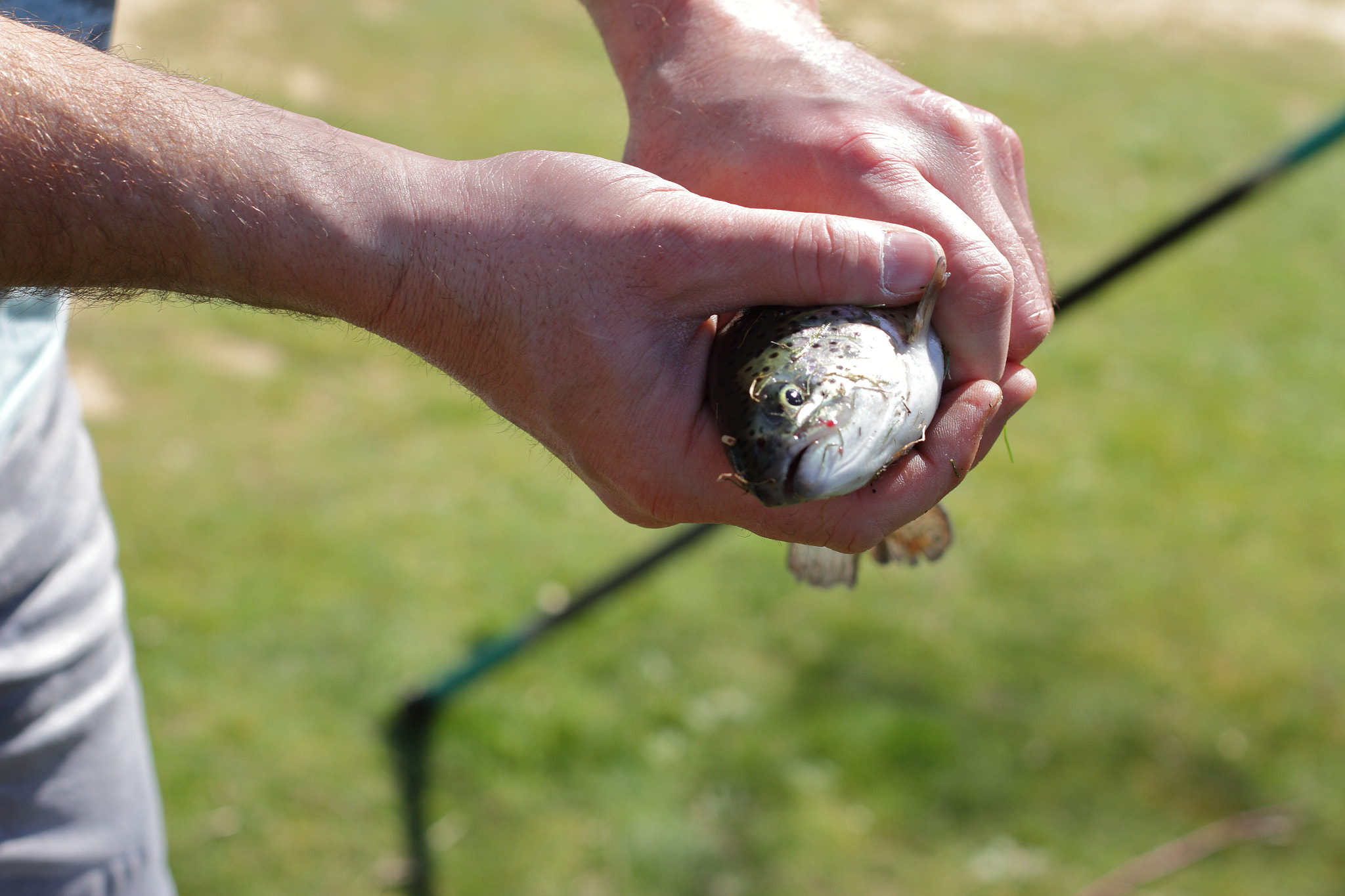 just caught trout