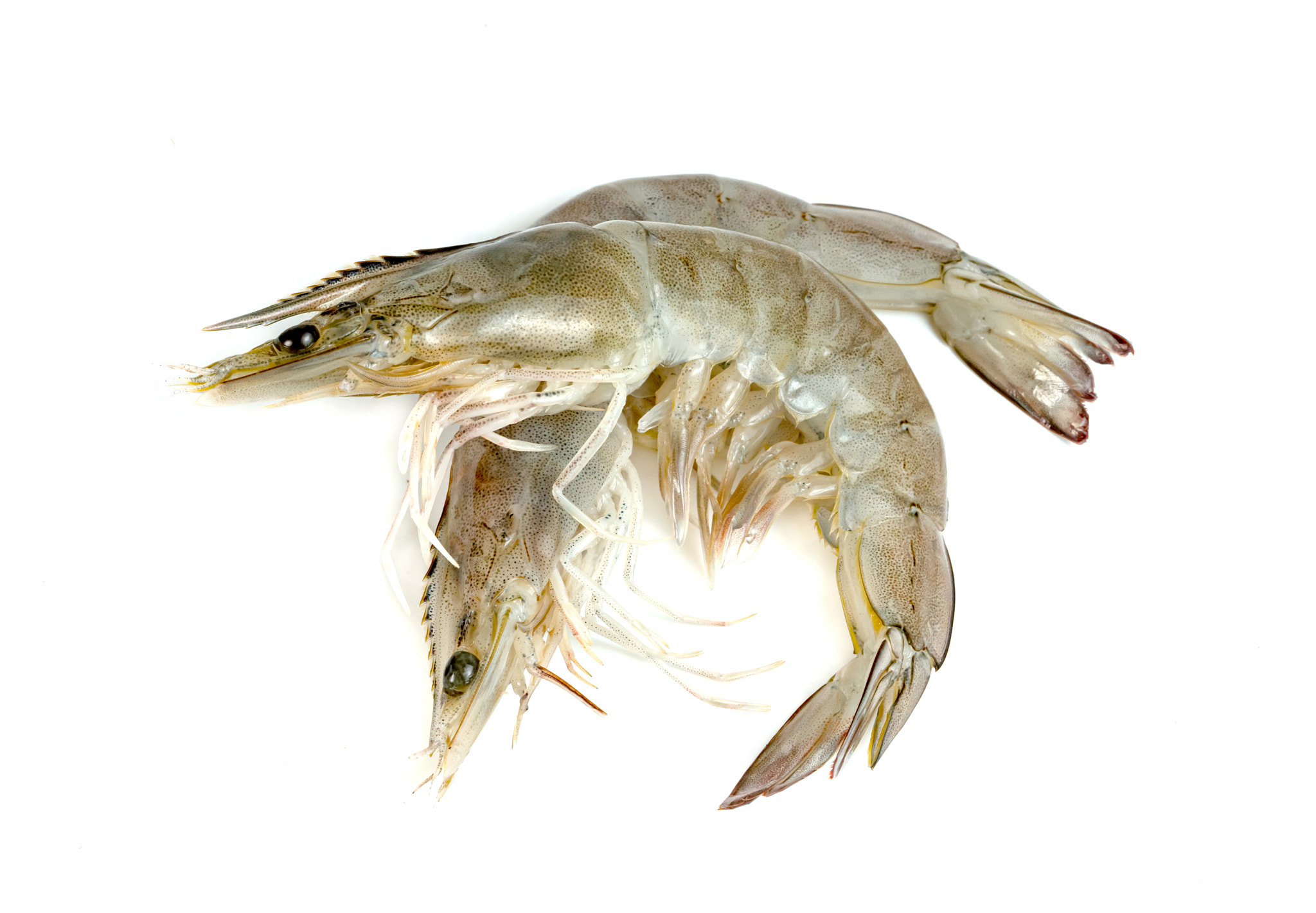 shrimp raw isolated on white background 
