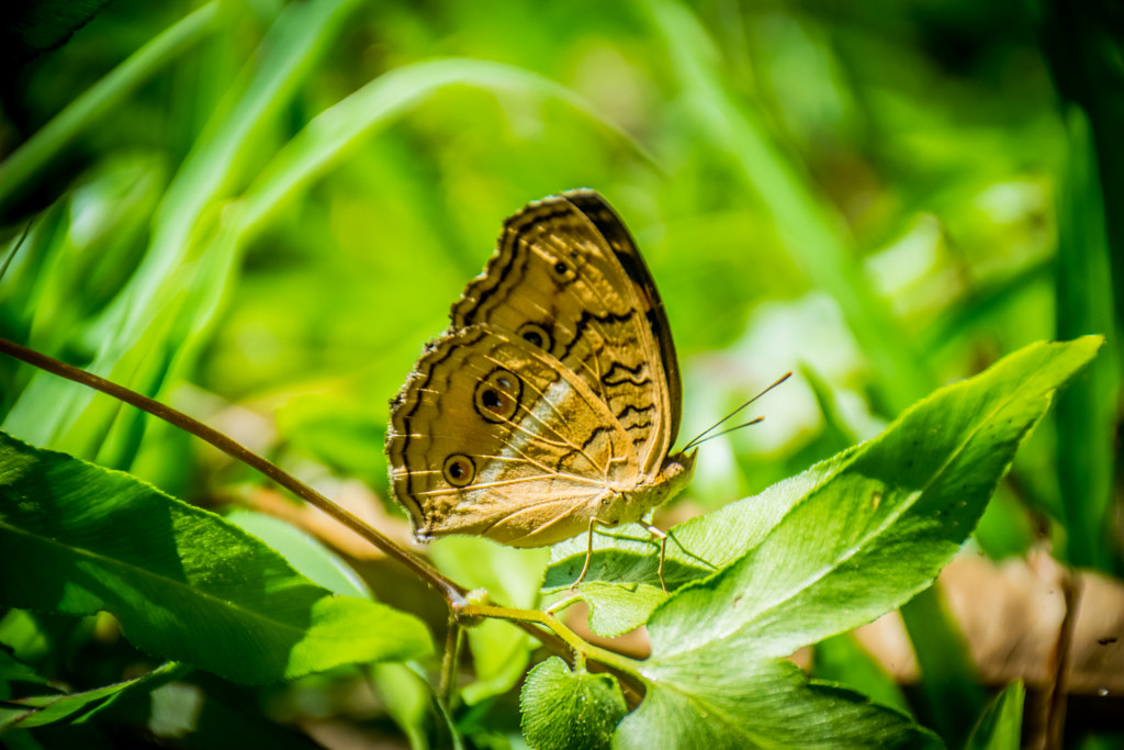 The Tiger Pattern Butterfly by L's on 500px.com