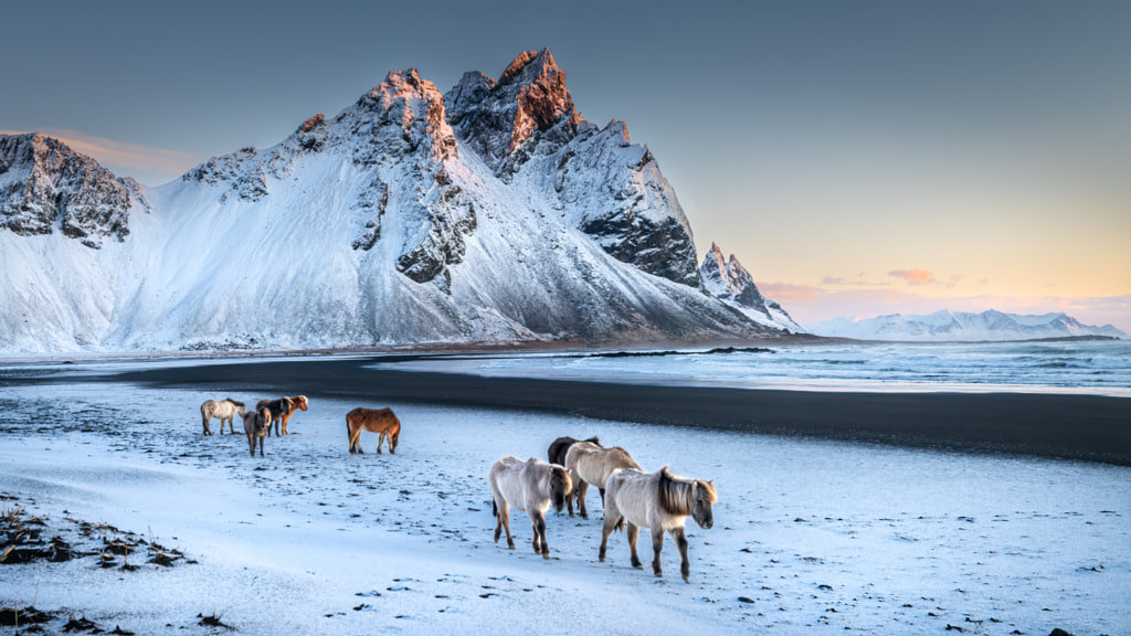 Chevaux islandais par Hugh O'Connor sur 500px.com