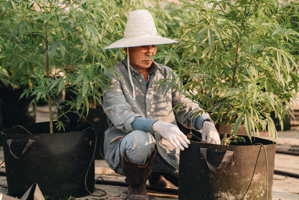 A farmer on a hemp farm checking soil by Natalie Zotova on 500px.com