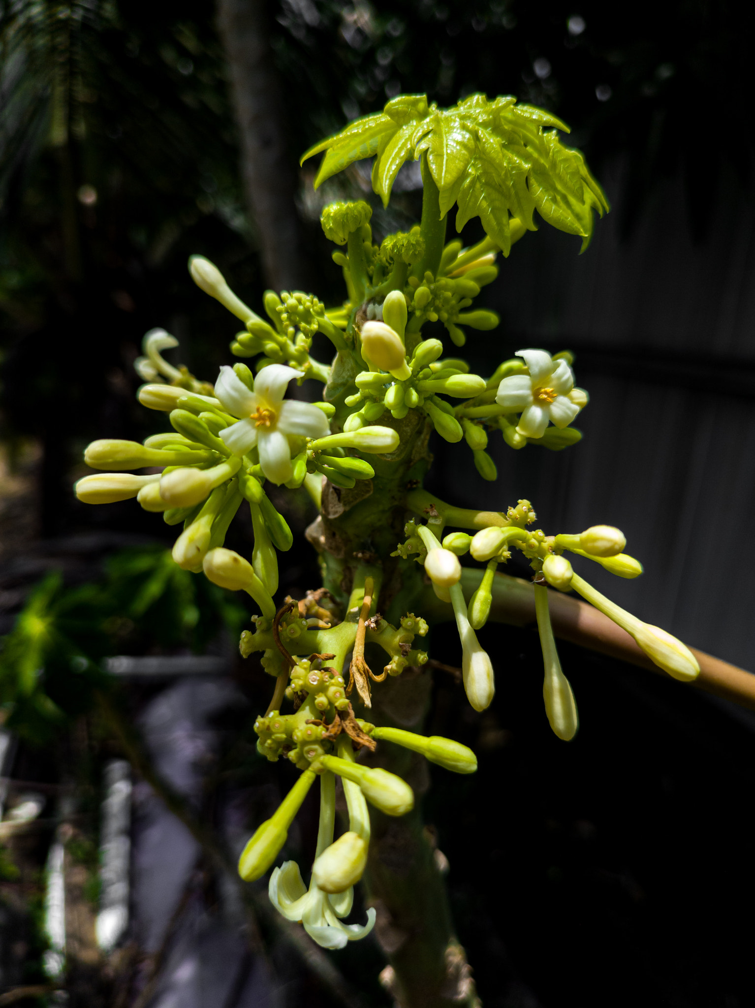 Papayas flower