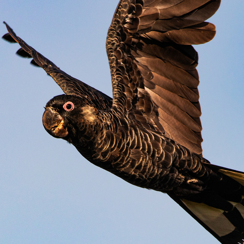 Ngoolyak by Paul Amyes on 500px.com