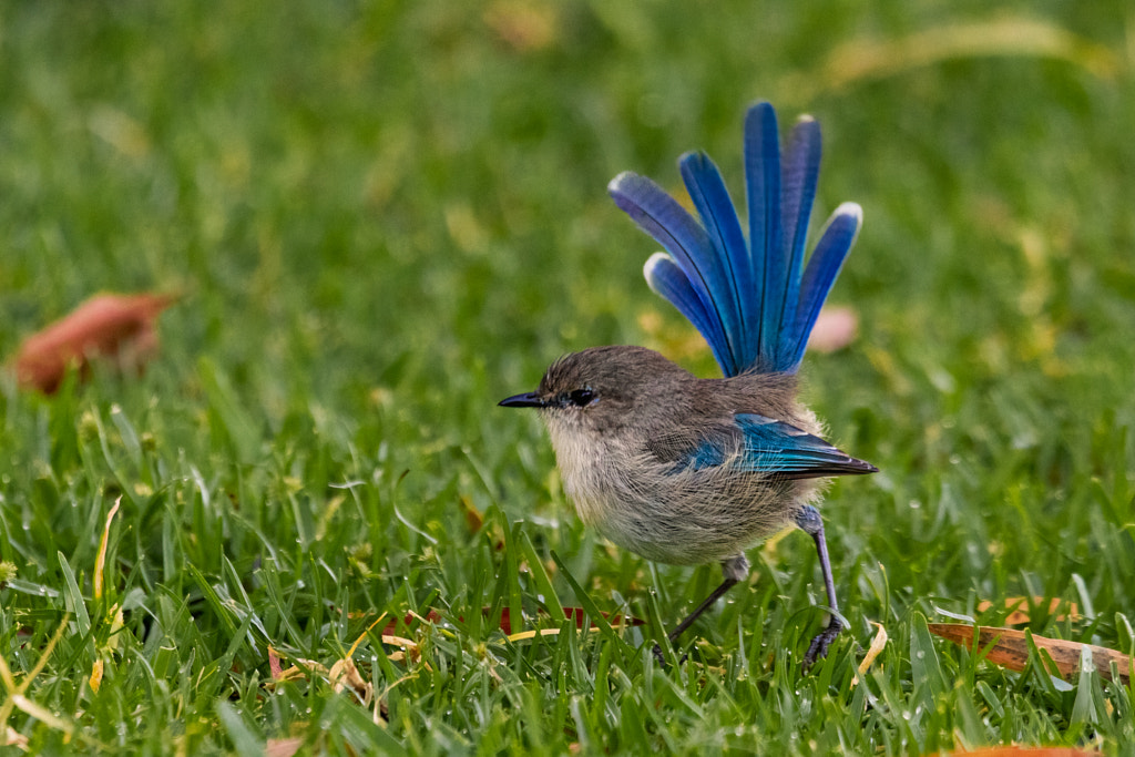 Djer-djer by Paul Amyes on 500px.com