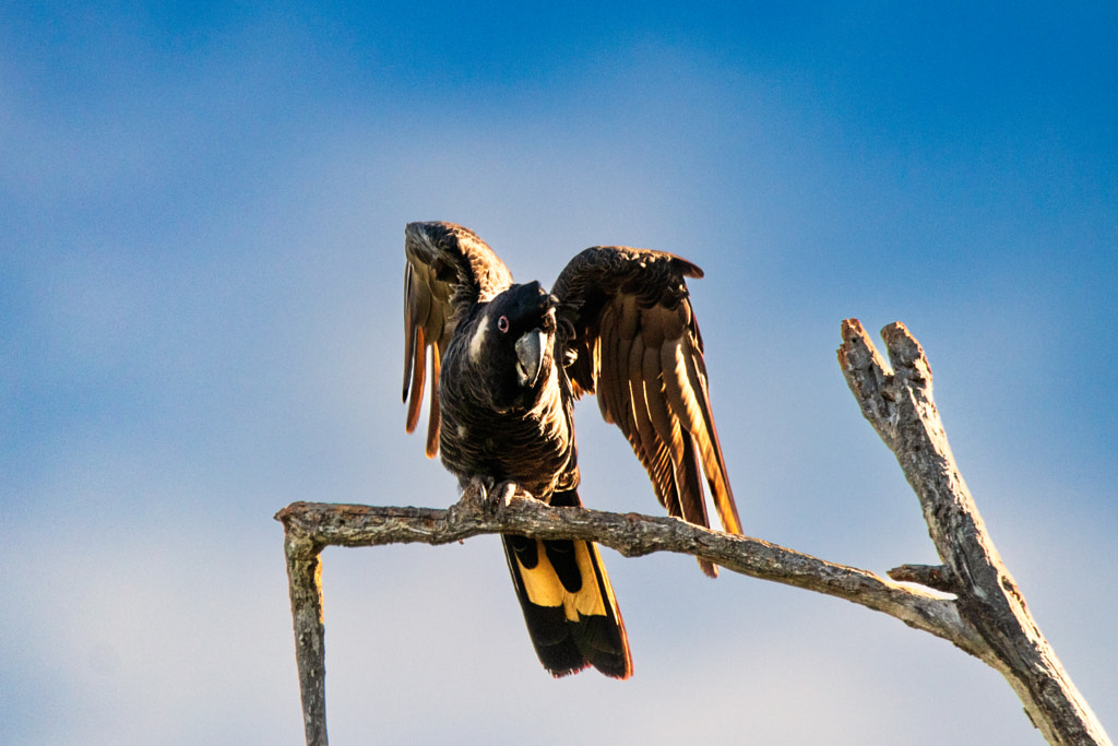 Ngoolyak by Paul Amyes on 500px.com