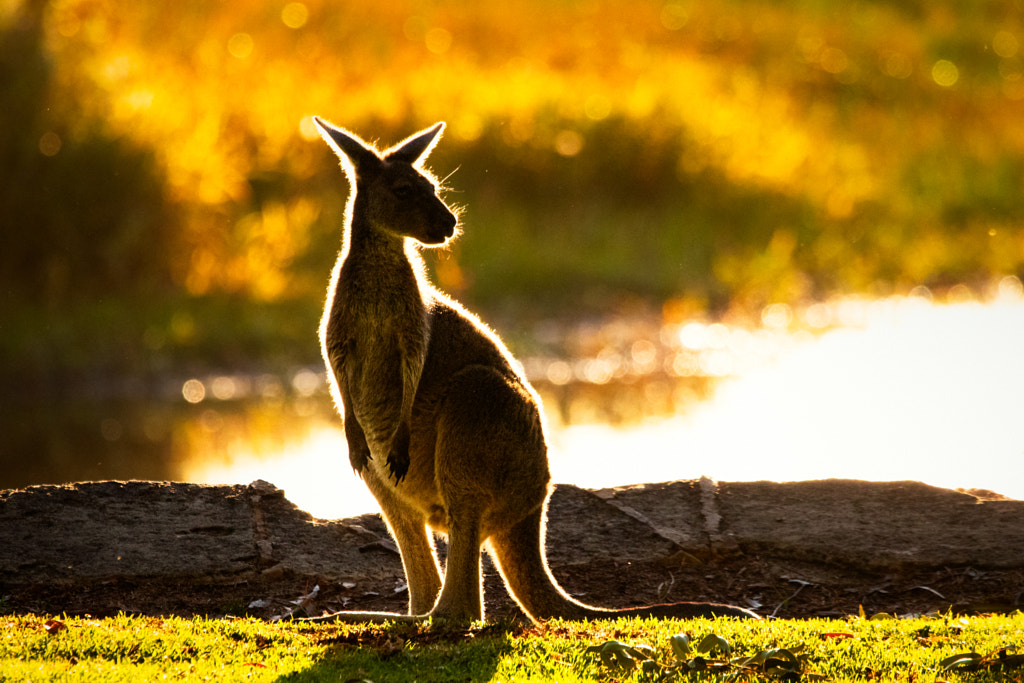 Yongka by Paul Amyes on 500px.com