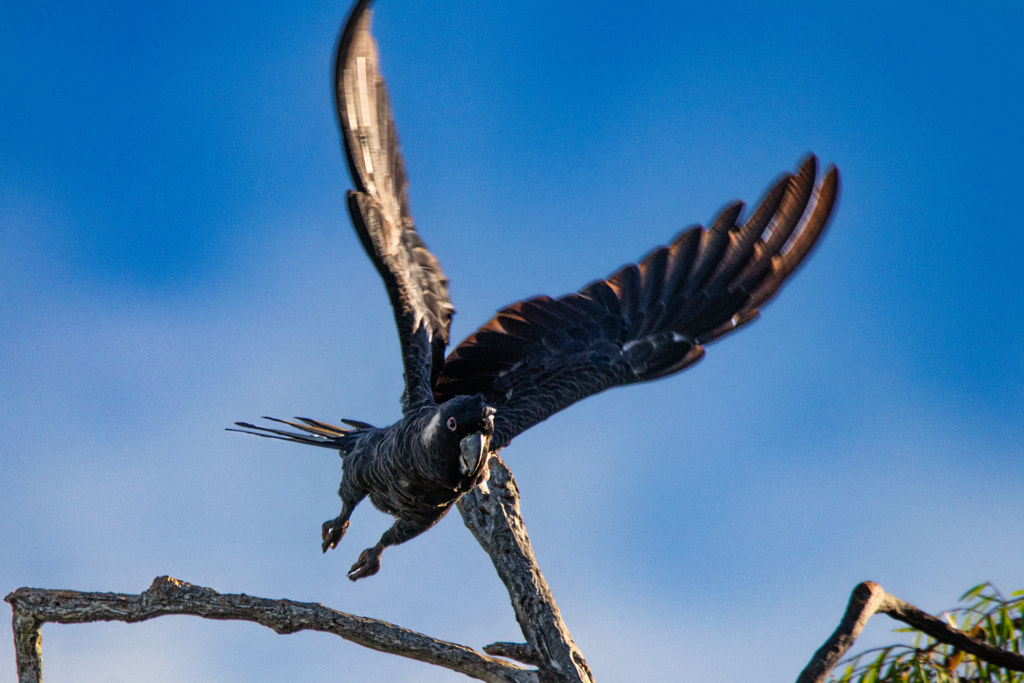 Ngoolyak by Paul Amyes on 500px.com