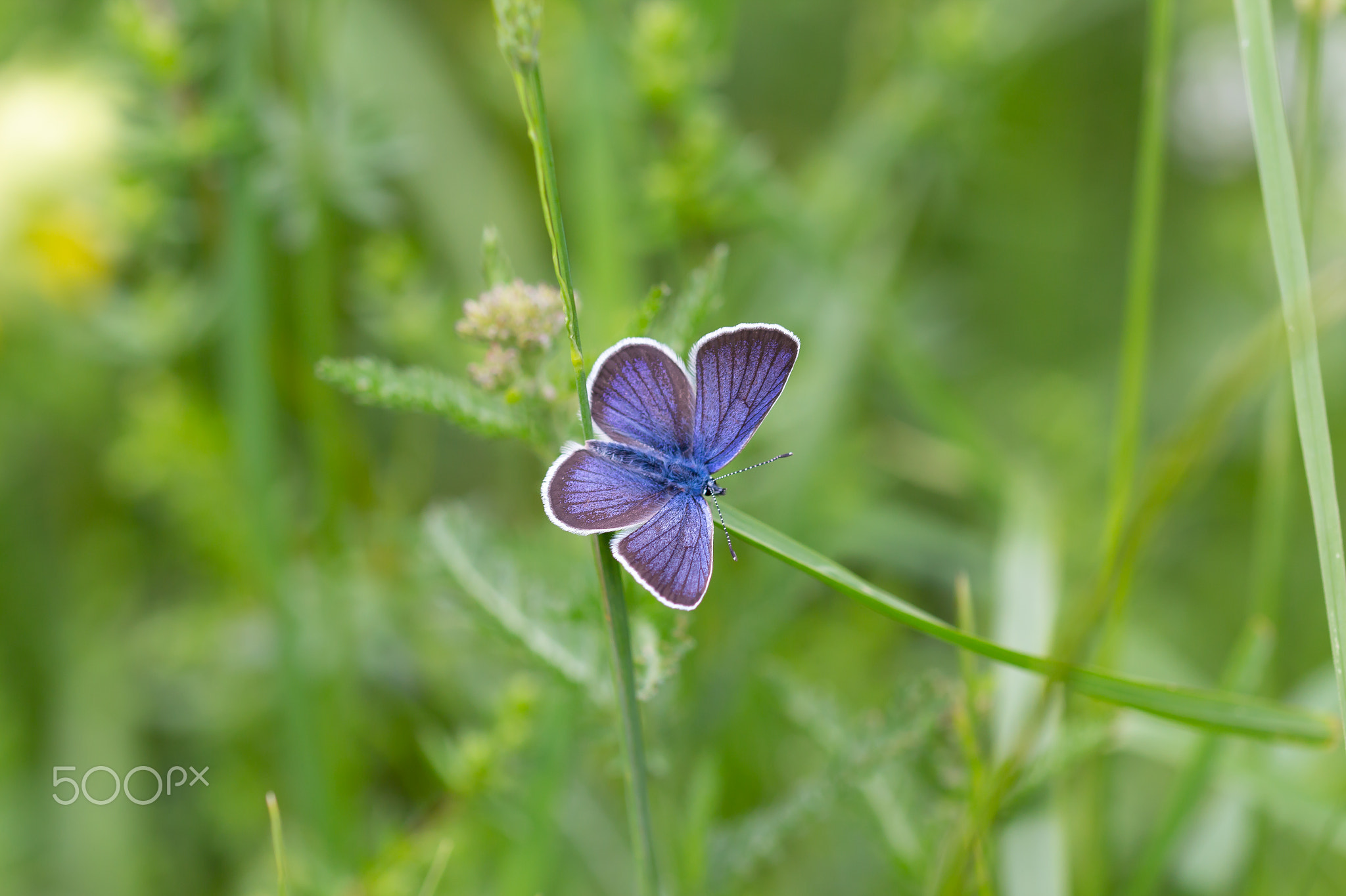 macro of a common blue butterfly on a grass leaf