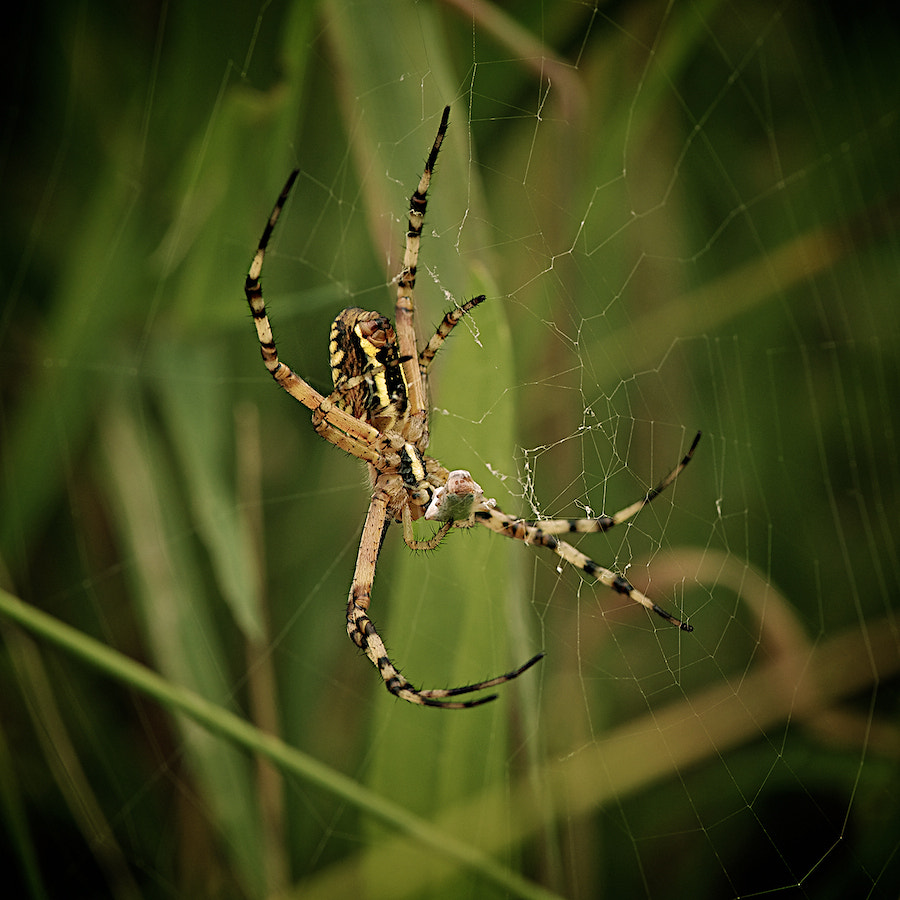 Tiger Spider by Erik Veldkamp / 500px