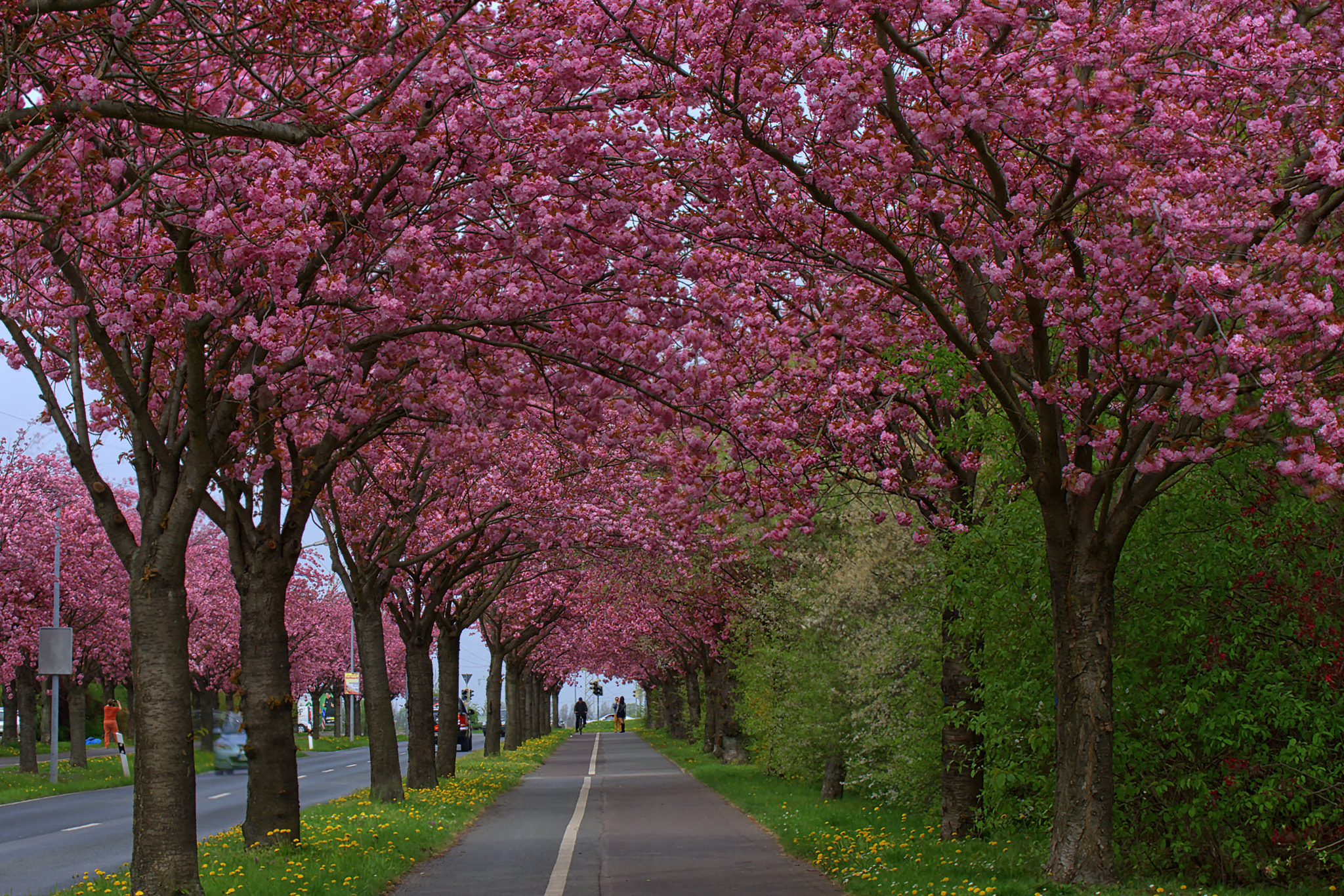 Blütenallee by Michael Doherr / 500px