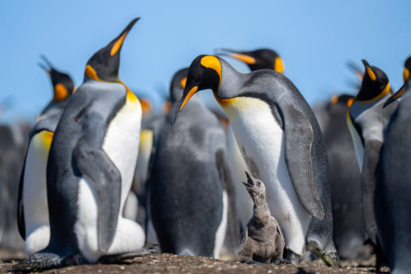 A New Generation by Olav Thokle on 500px.com