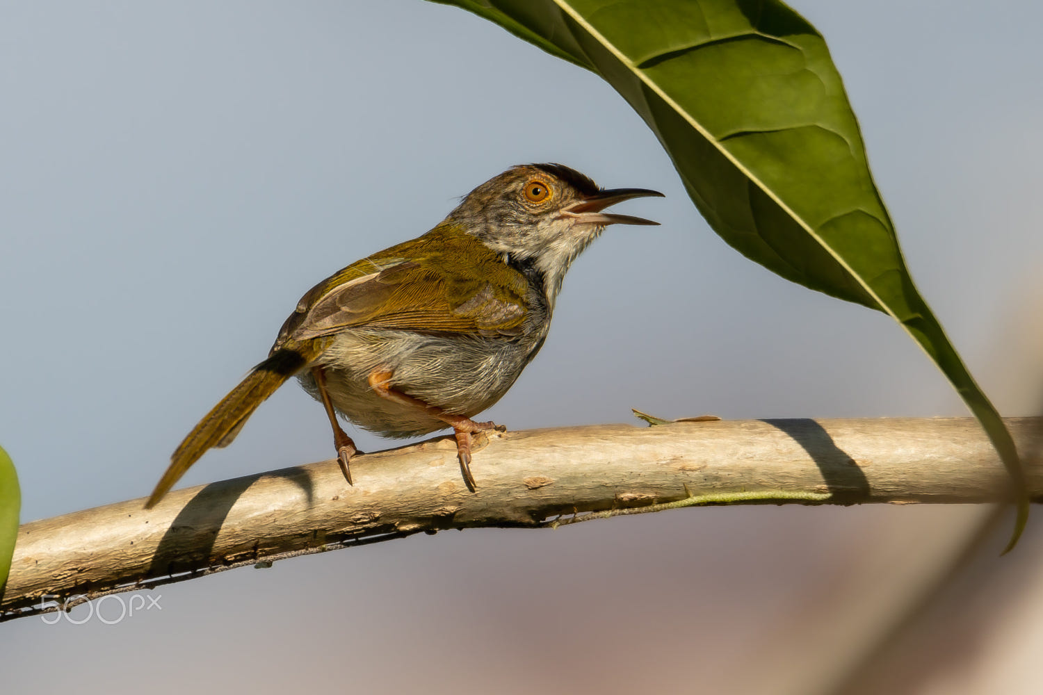 close-up of common tailorbird perching on branch by Erik Ding / 500px