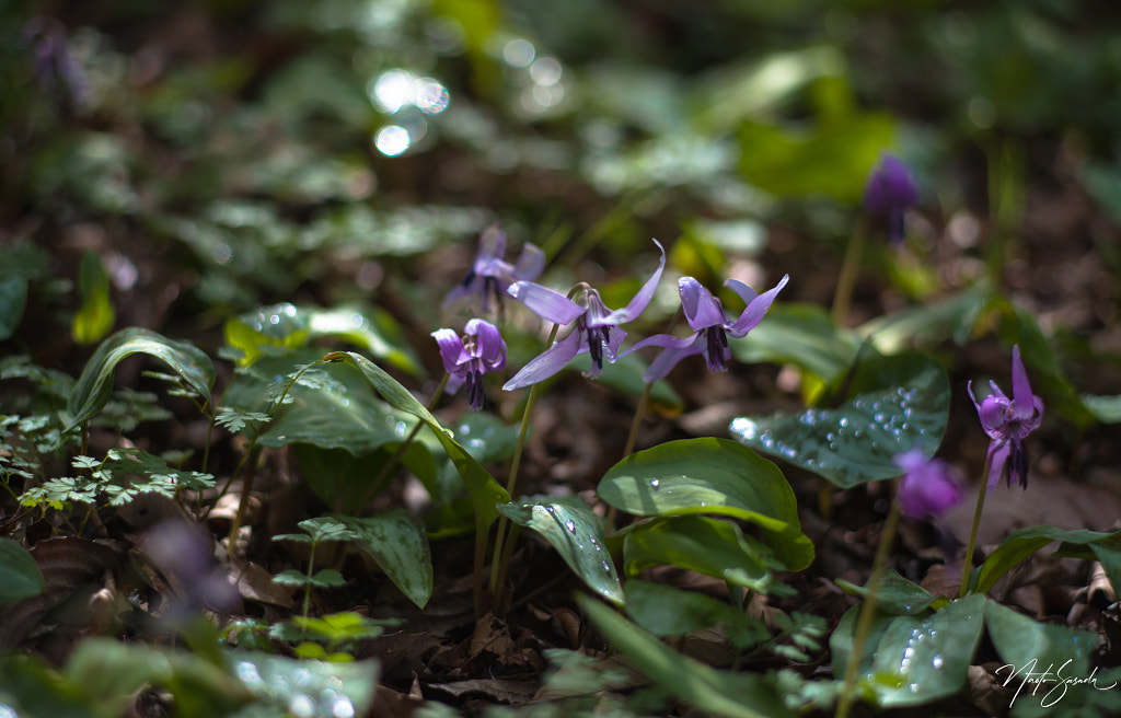 dogtooth violets in the woods by Naoto Sasada / 500px
