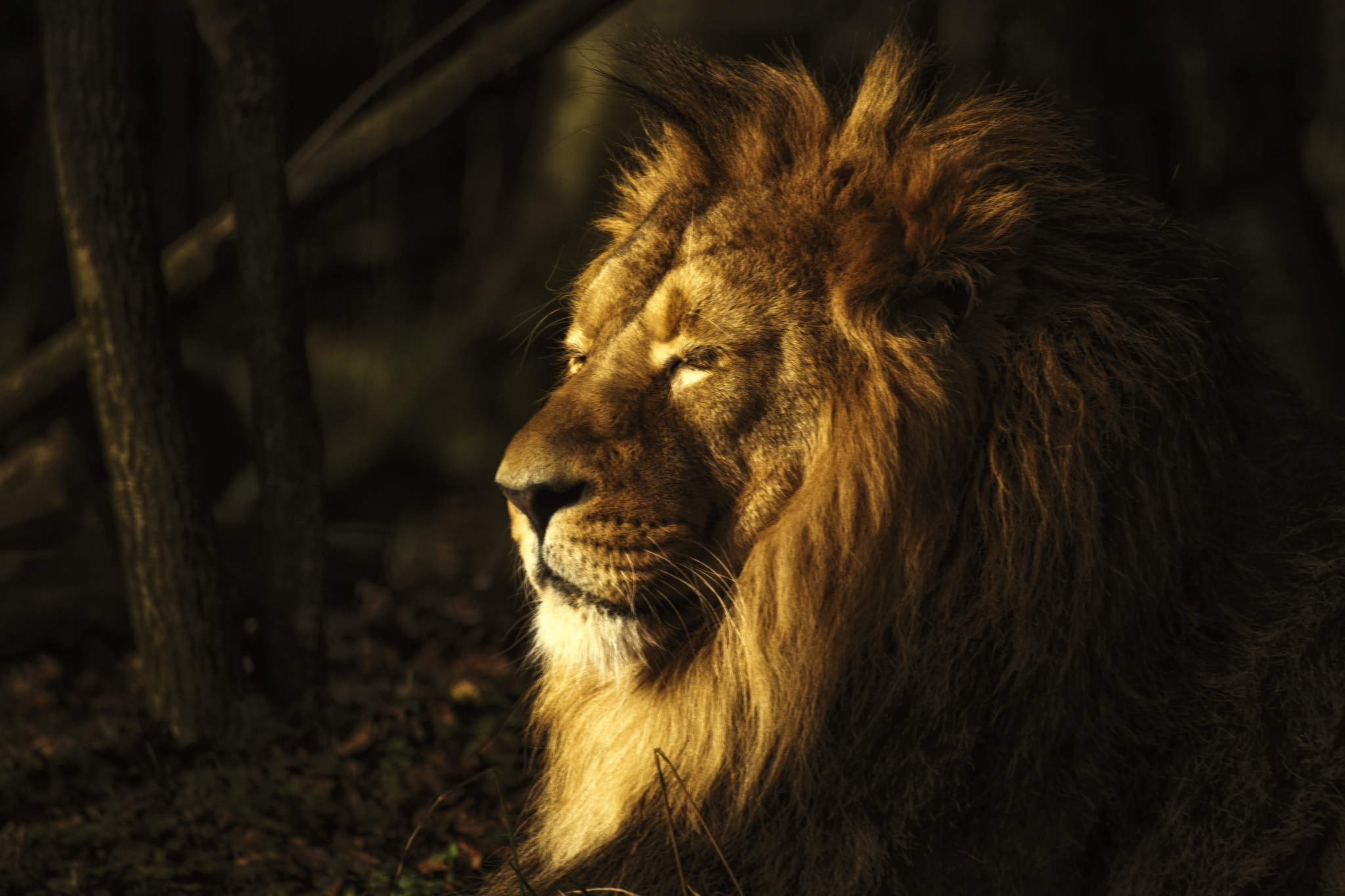 Lord of all he surveys
