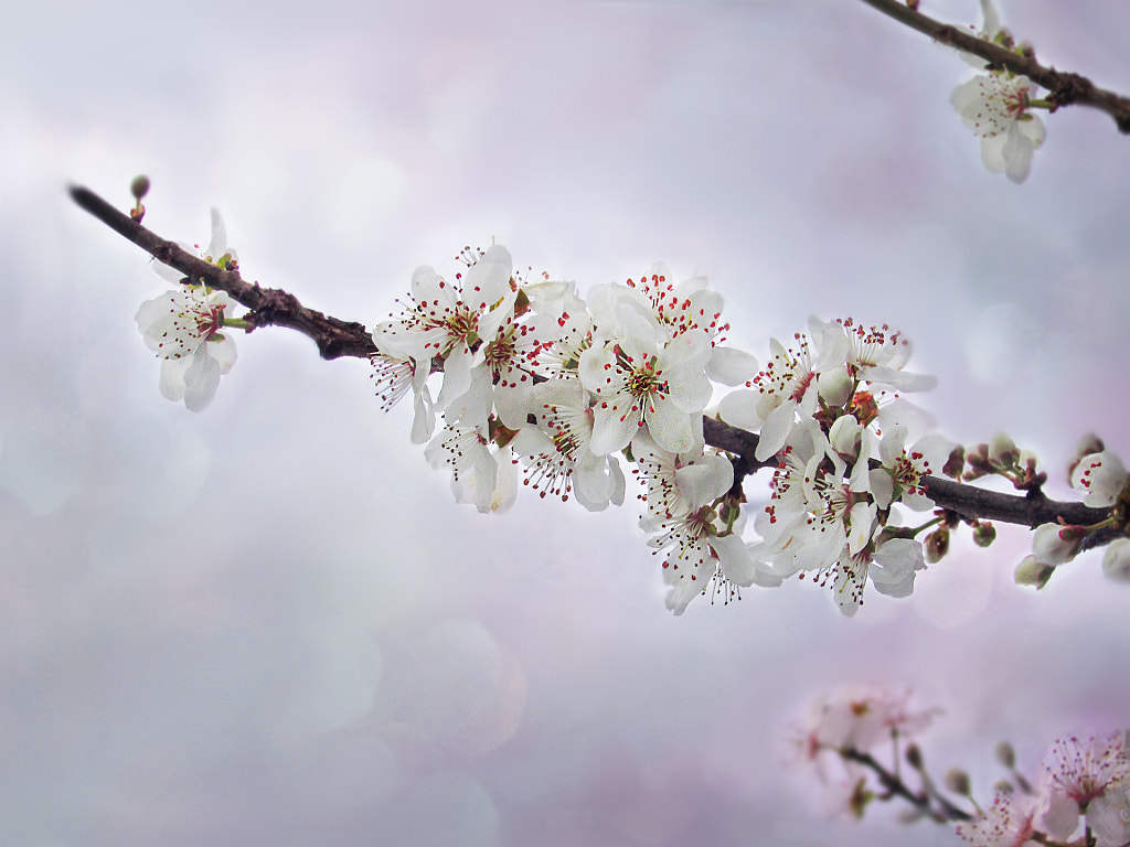 Spring In White By Olga Ostojic   500px