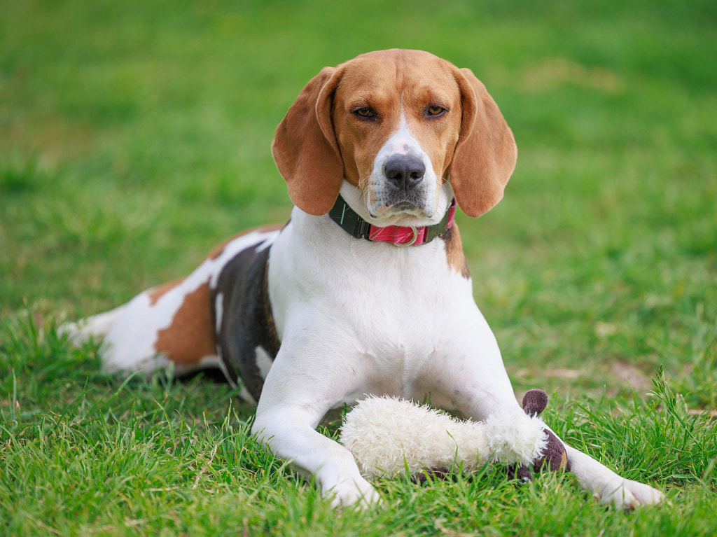 Coonhound Face by Vince Curletta / 500px