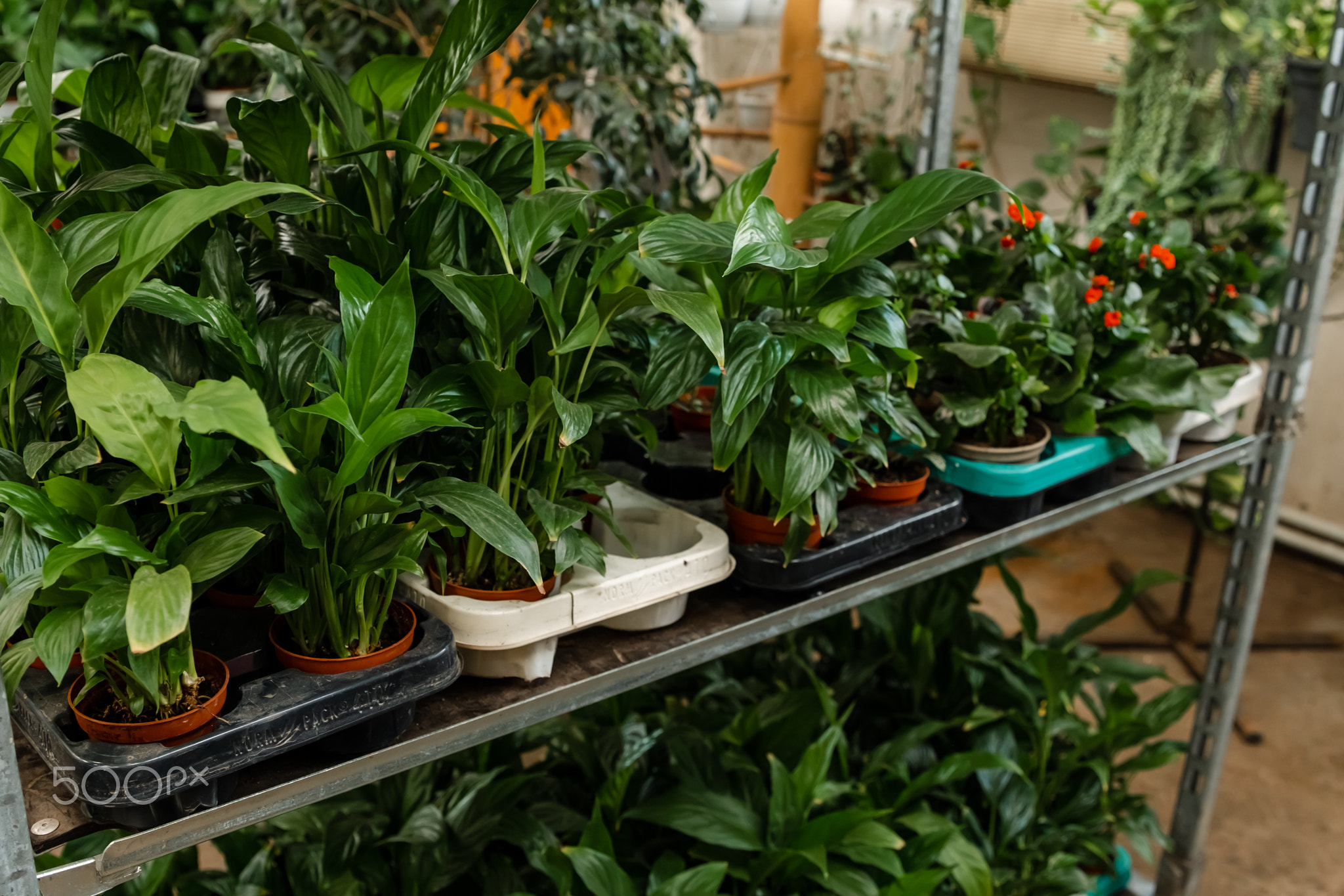 Flowers on shelves. Flowers pots on the shelves in flowers store.